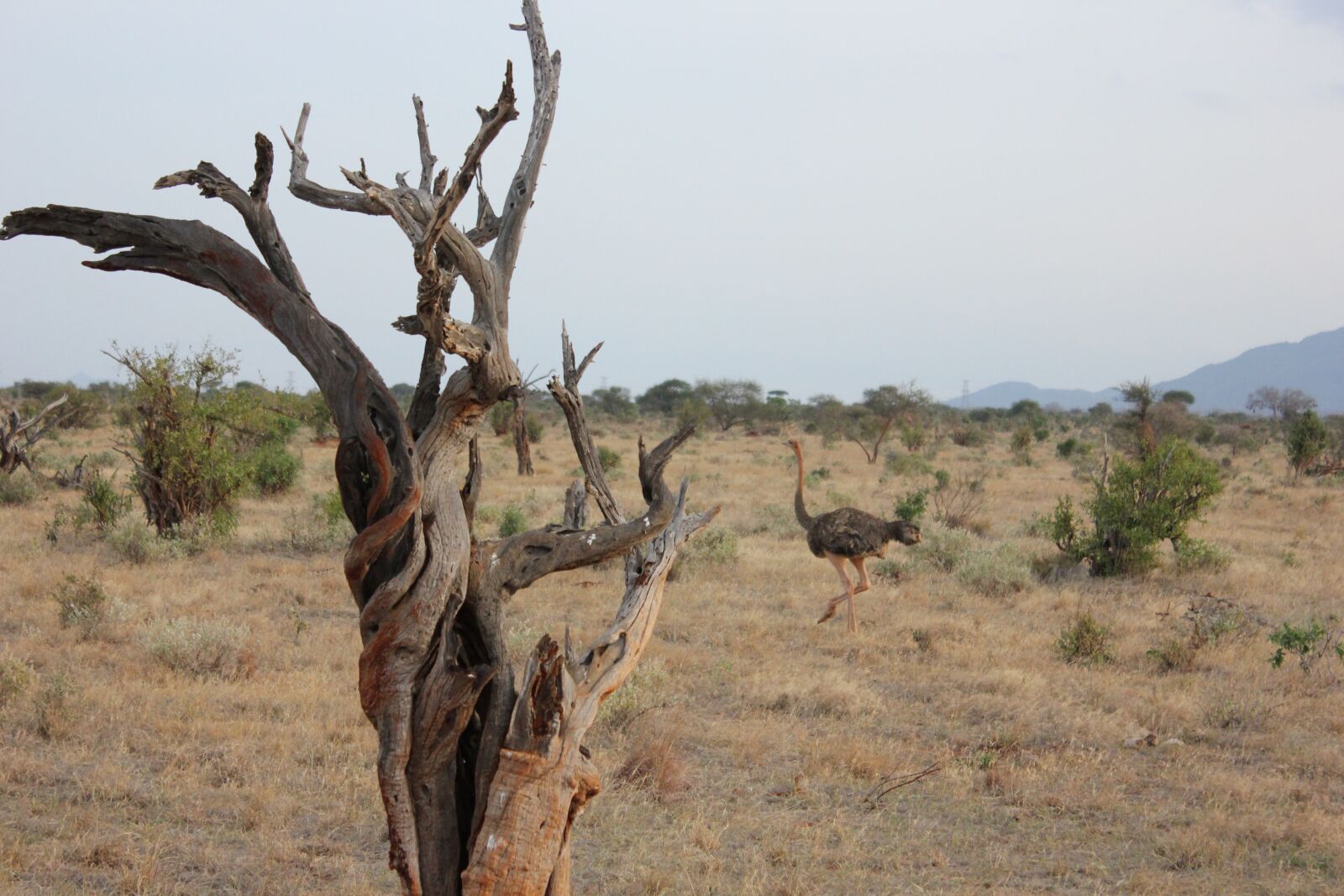Canon EF-S 18-55mm F3.5-5.6 IS sample photo. Gnarled, tribe, dry photography