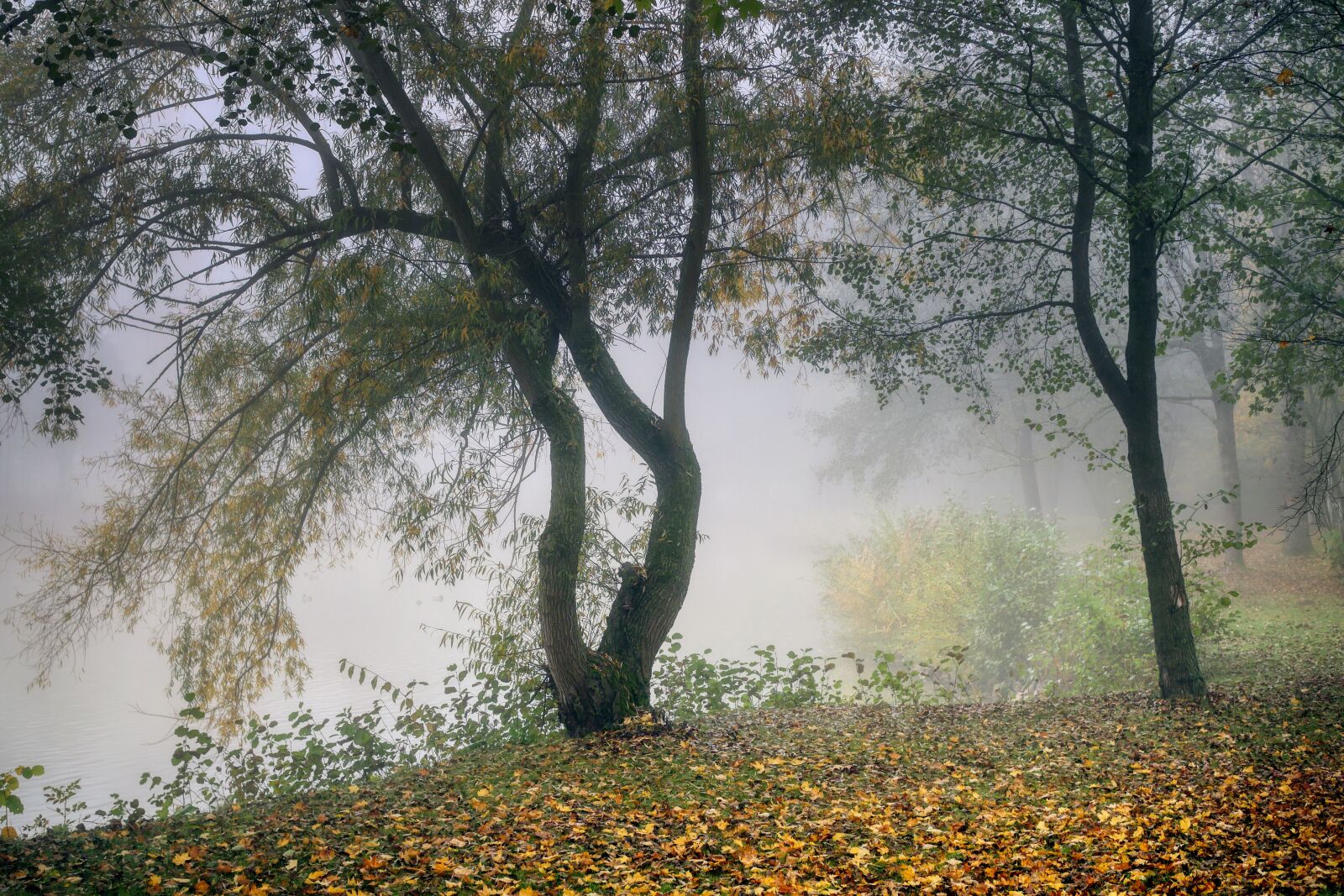 Panasonic Lumix DC-G90 (Lumix DC-G91) sample photo. Fog, landscape, pond photography