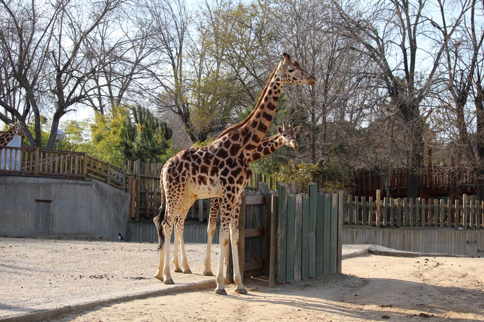 Canon EOS 650D (EOS Rebel T4i / EOS Kiss X6i) + Canon EF-S 55-250mm F4-5.6 IS STM sample photo. Giraffe, animal, zoo photography