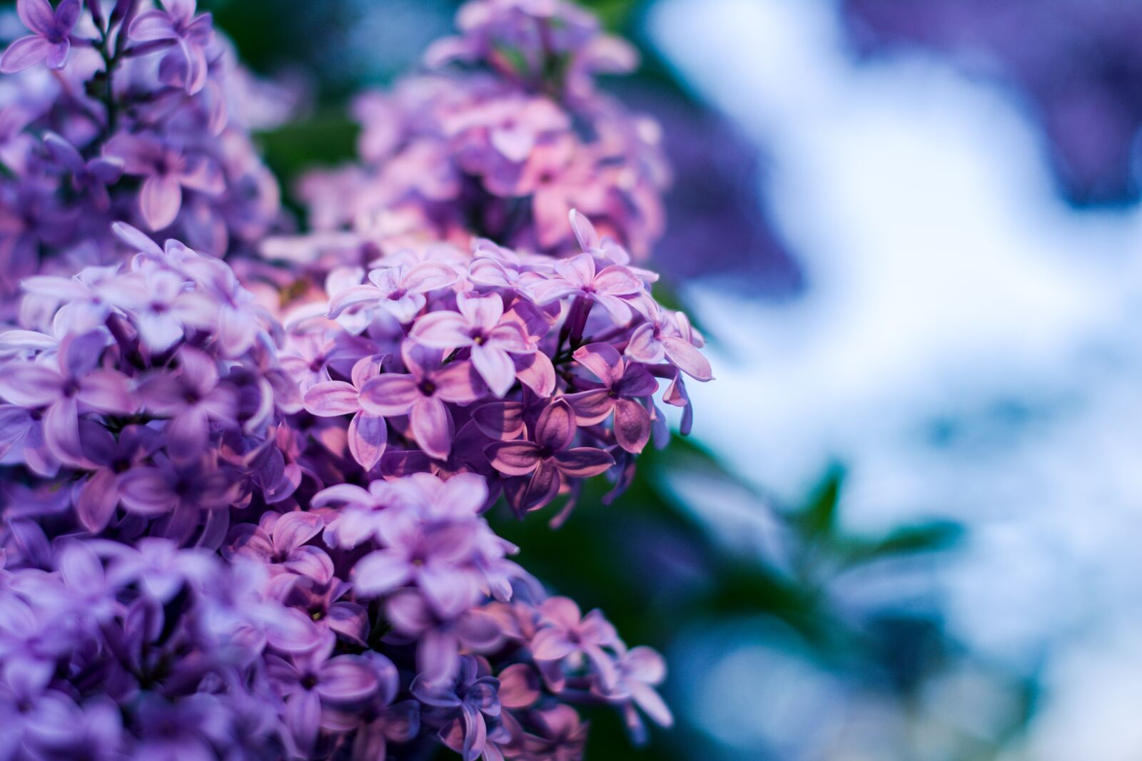 Nikon D5200 sample photo. Without, lilac flower, lilac photography