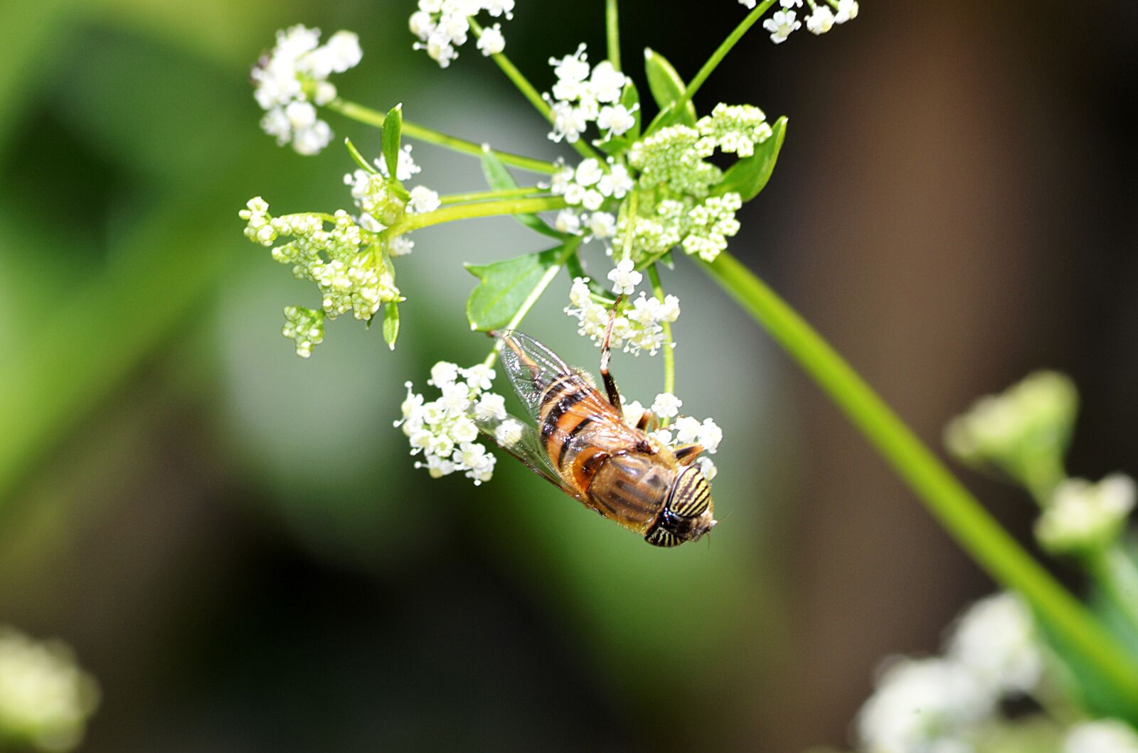 Nikon D5100 sample photo. Bee, insect, pollen photography