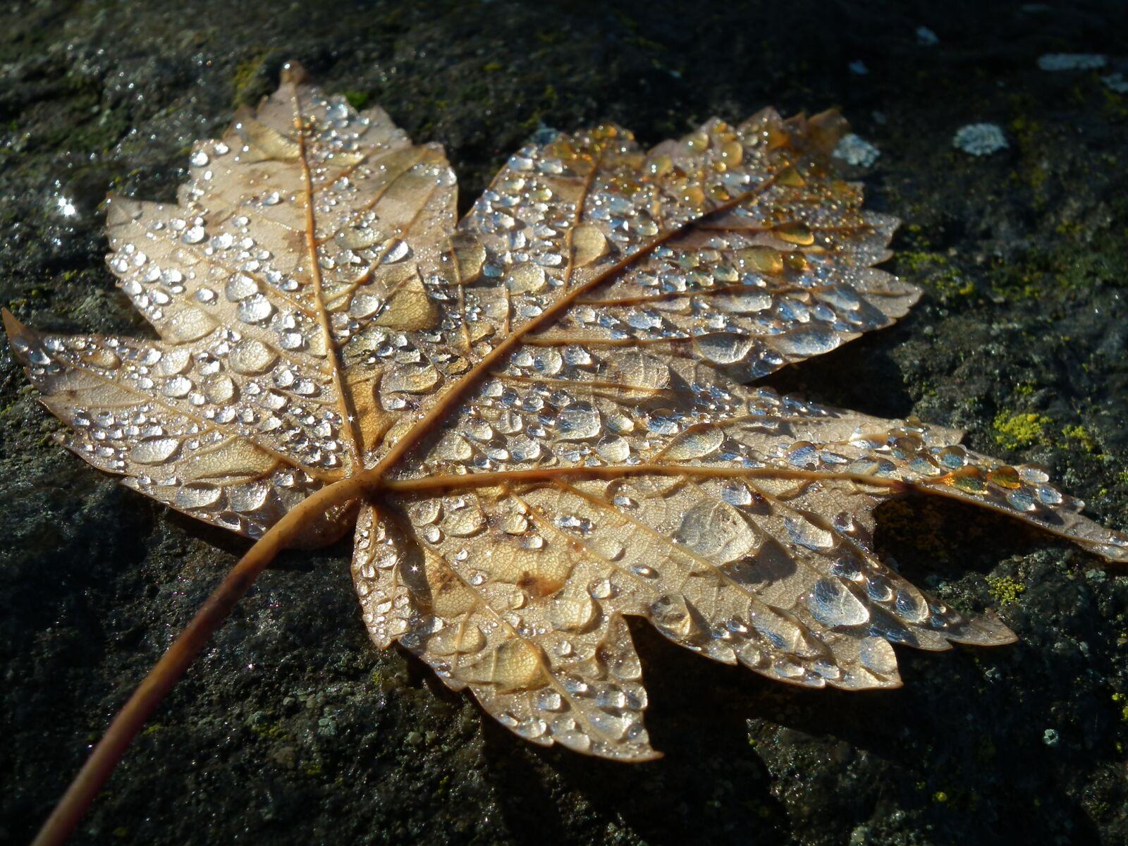 FujiFilm FinePix HS10 (FinePix HS11) sample photo. Autumn, leaf, dew photography