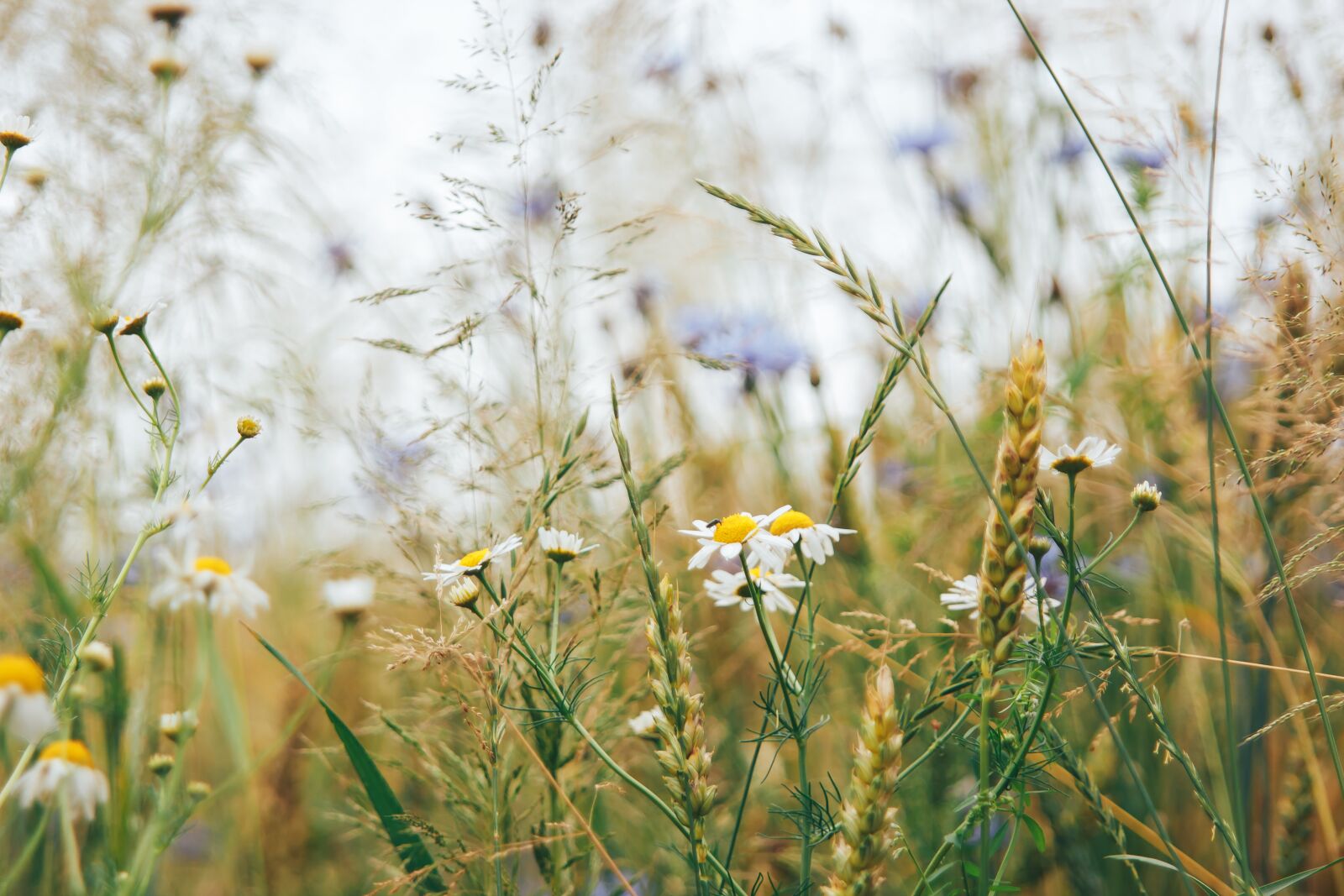 Canon EOS 550D (EOS Rebel T2i / EOS Kiss X4) sample photo. Field, nature, meadow photography