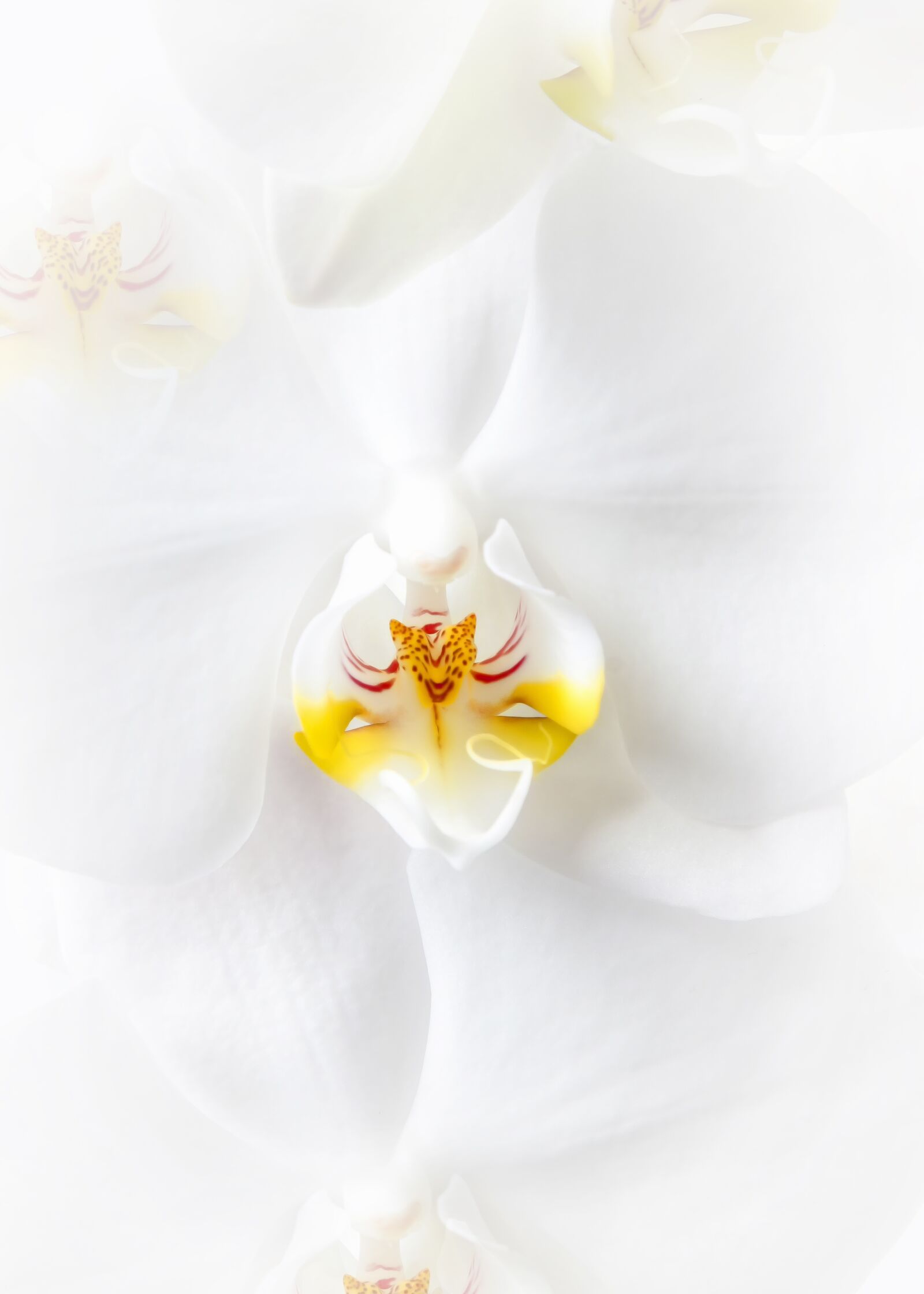 Canon EOS 50D + Canon EF 24-105mm F4L IS USM sample photo. Phalaenopsis, orchid, white photography