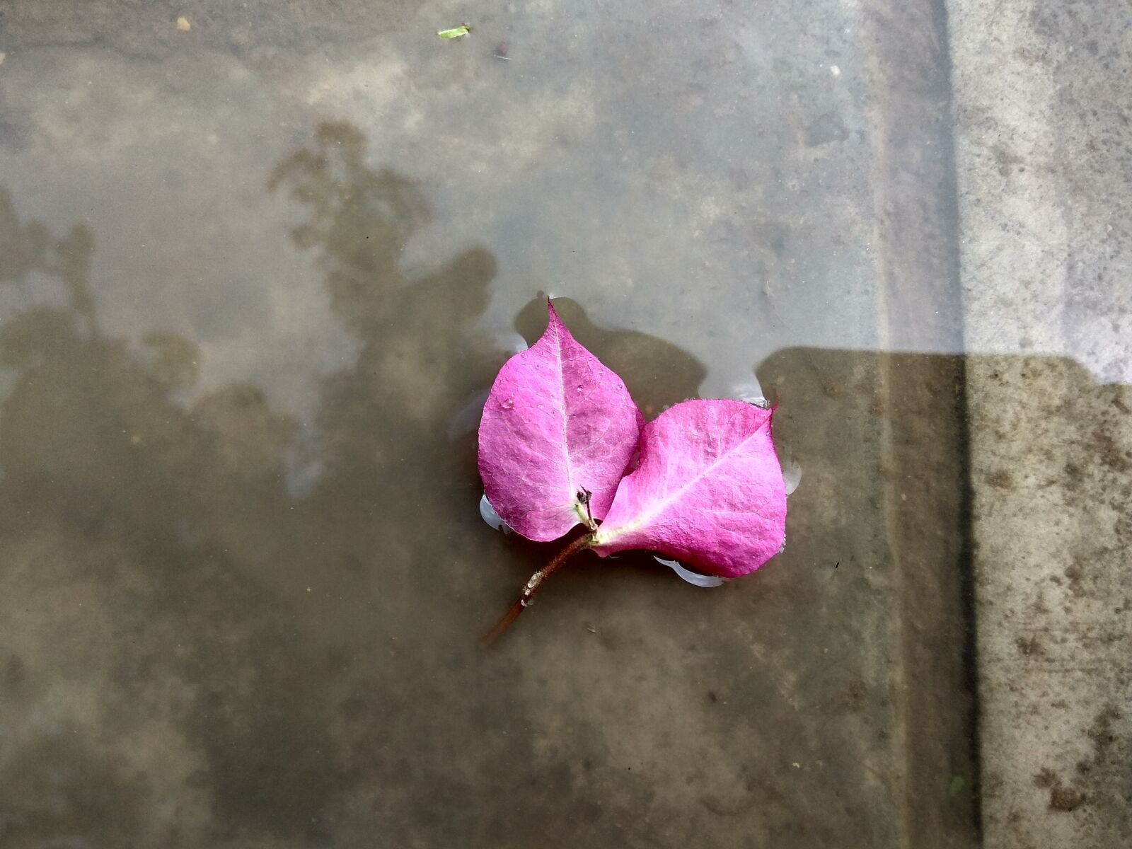 Xiaomi Redmi Note 4 sample photo. Flower, nature, flora photography