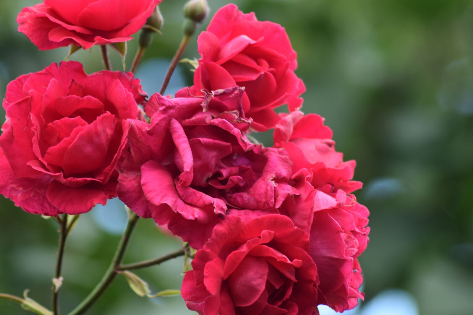 Nikon D3300 sample photo. Flowers, summer, nature photography
