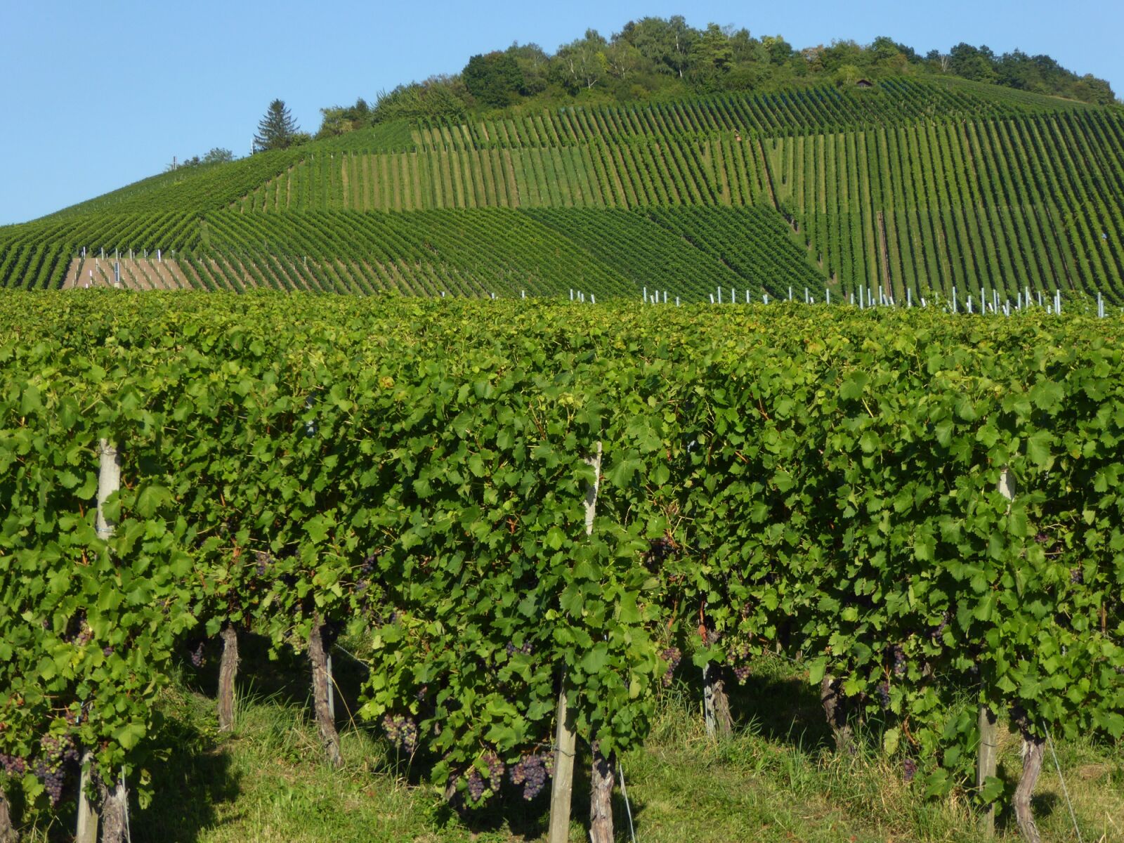 Panasonic DMC-TZ61 sample photo. Kappel mountain, wine, fellbach photography