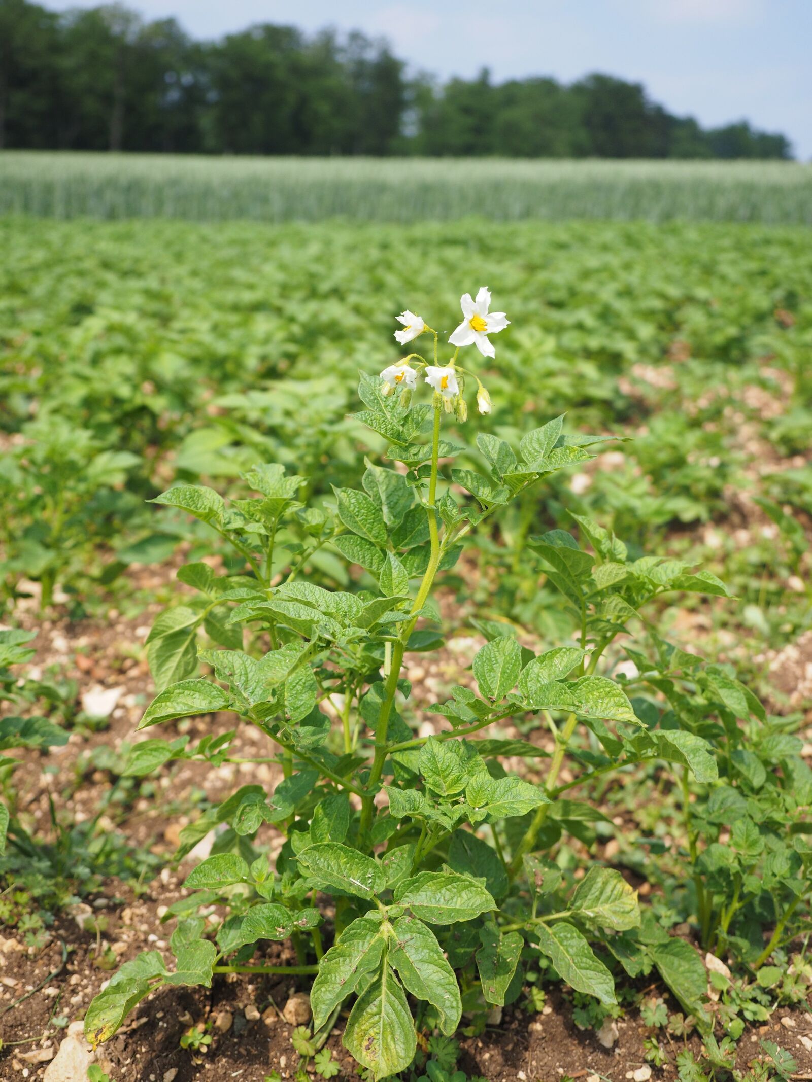 Olympus OM-D E-M1 + Olympus M.Zuiko Digital ED 12-40mm F2.8 Pro sample photo. Potato field, potato blossom photography