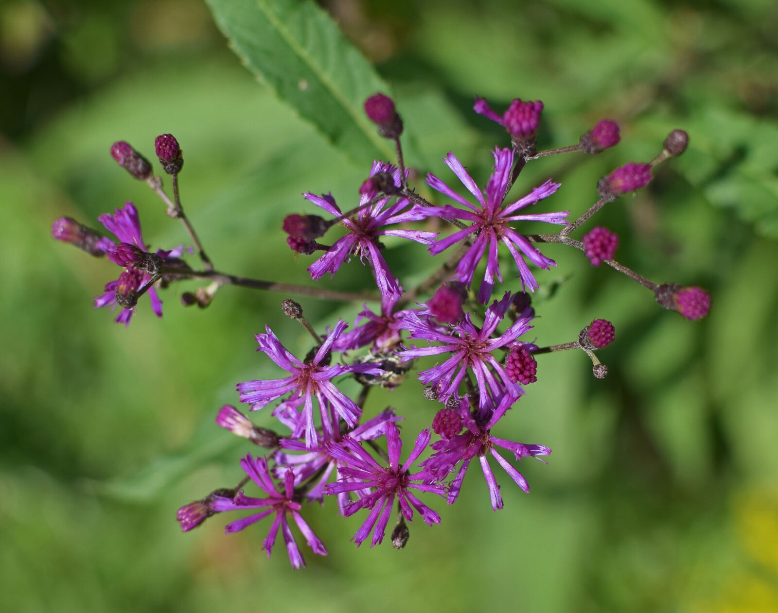 Nikon D3300 sample photo. Ironweed top-down, flower, blossom photography
