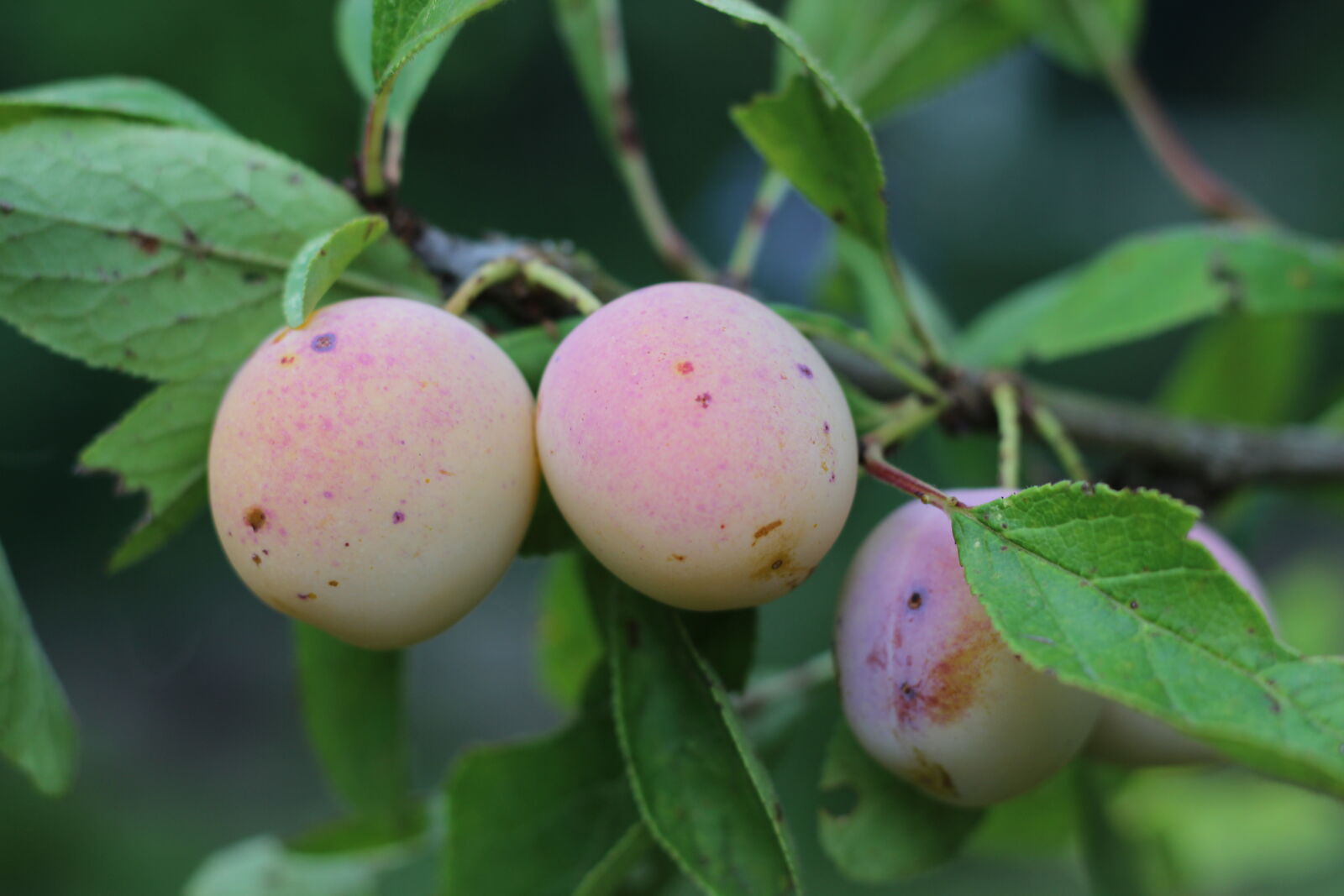 Canon EOS 600D (Rebel EOS T3i / EOS Kiss X5) + Canon EF 50mm F1.8 STM sample photo. Fruit, garden, mirabelles, summer photography