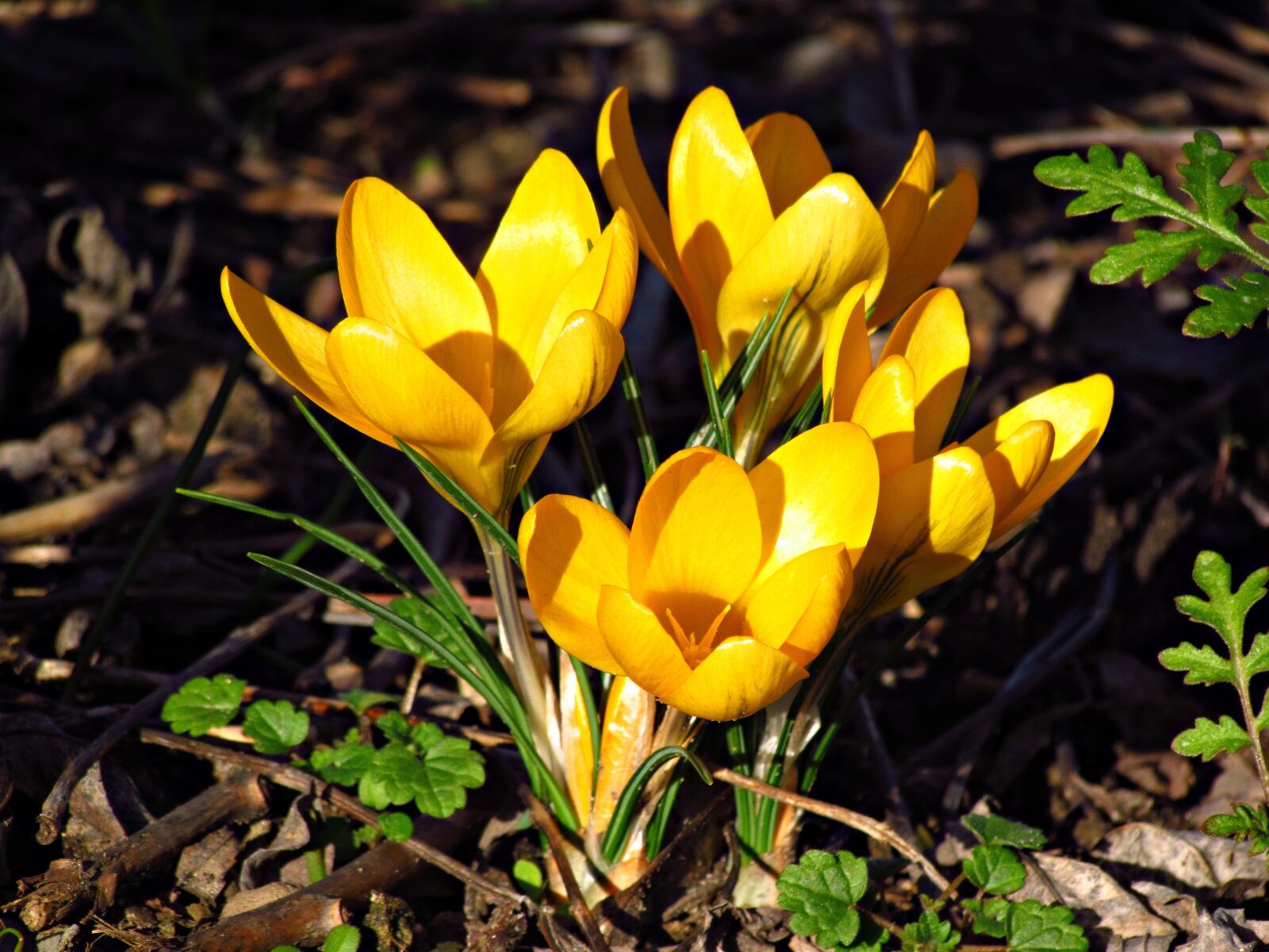Canon PowerShot SX30 IS sample photo. Spring, krokus, flowers photography