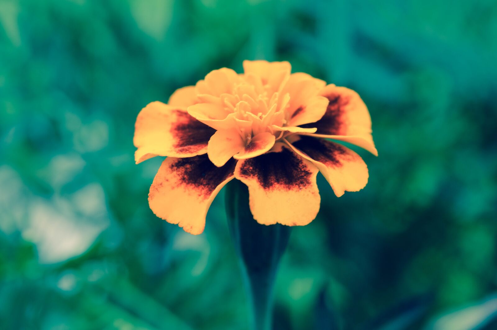 Nikon D3200 sample photo. Marigold, flower, green photography