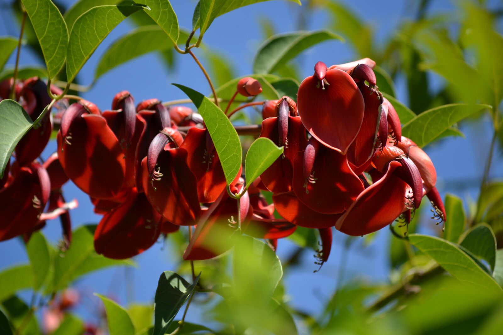 Nikon D3100 sample photo. Flower, nature, plants photography