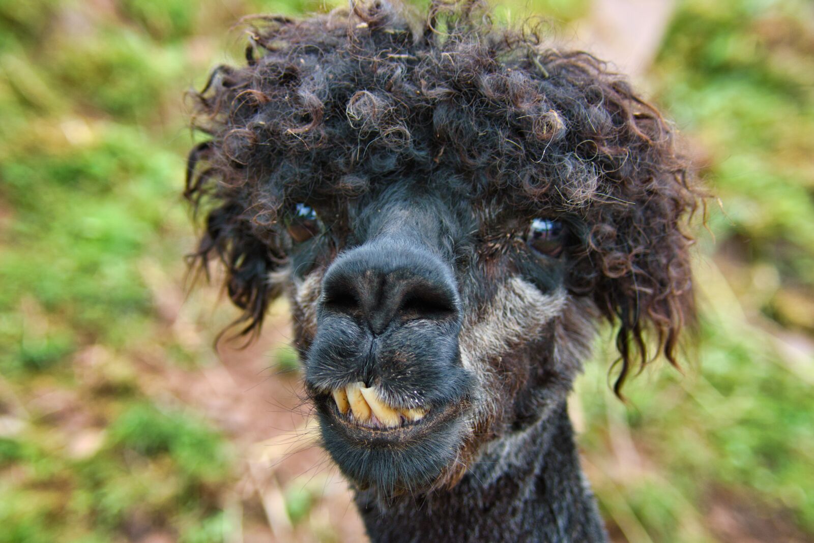 Nikon D5500 sample photo. Alpaca, head, animal photography