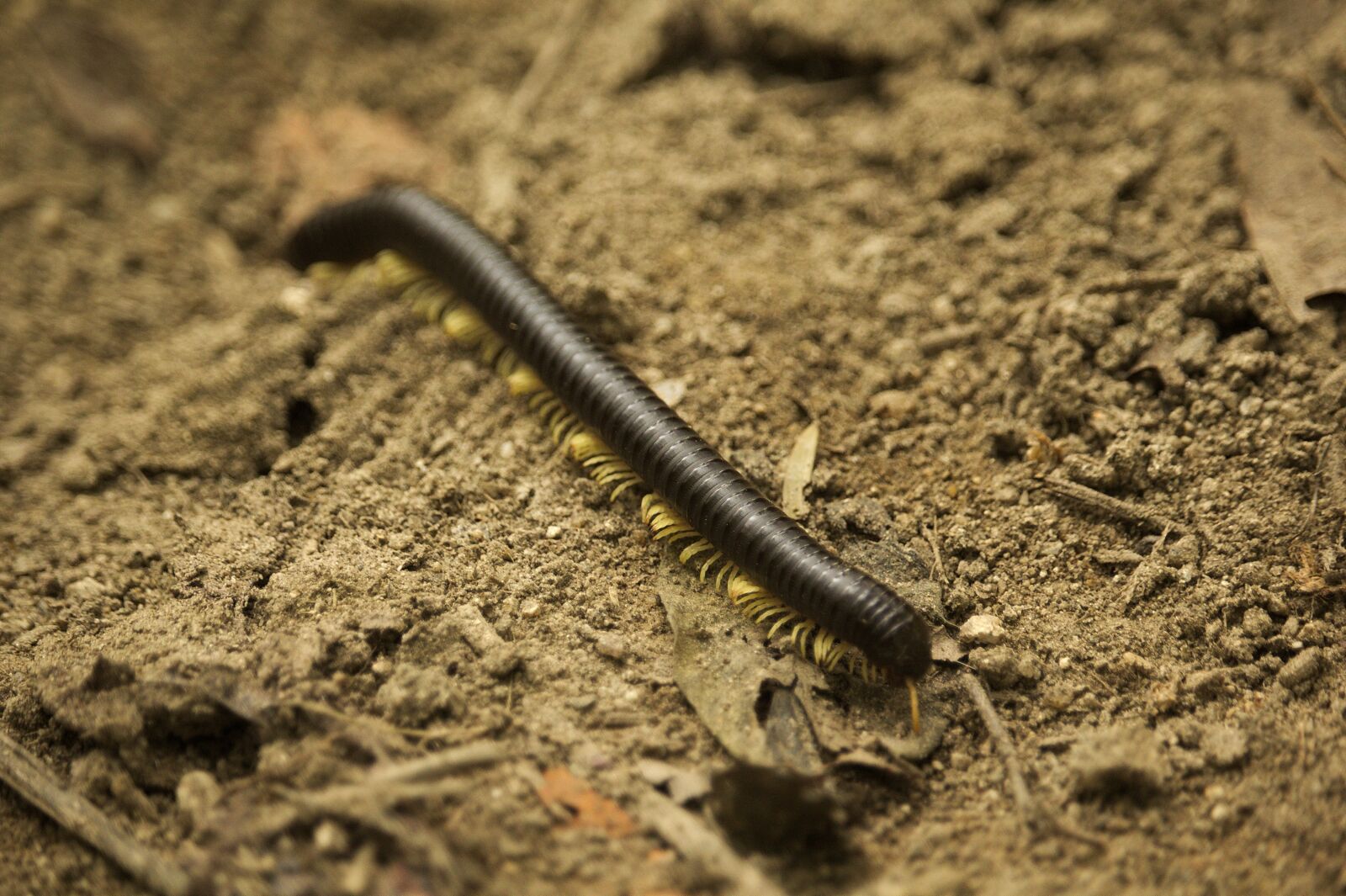 Canon EOS 60D + Canon EF-S 55-250mm F4-5.6 IS STM sample photo. Millipede, bug, nature photography