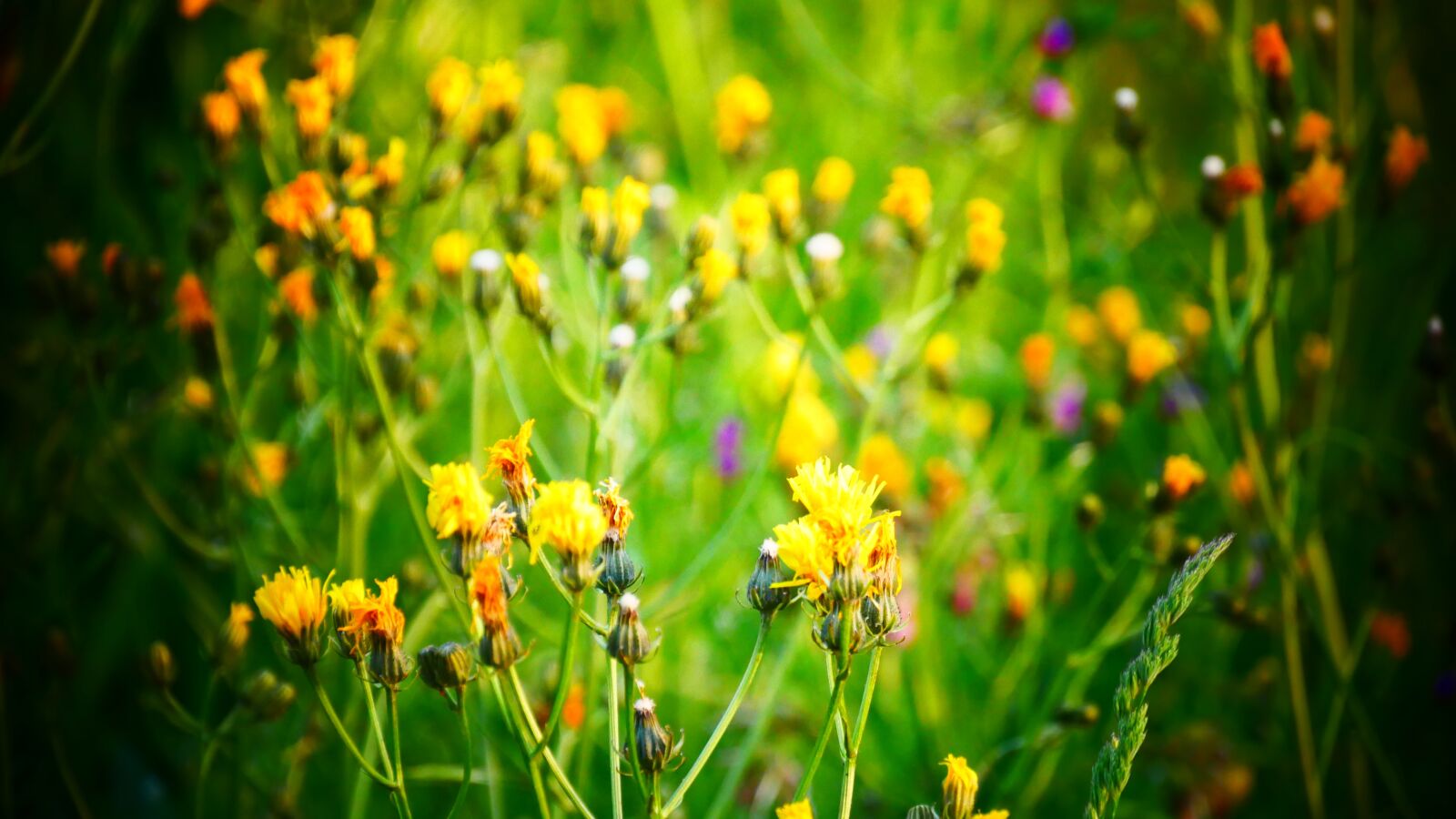 Panasonic Lumix DMC-G85 (Lumix DMC-G80) sample photo. Yellow, flower, bloom photography