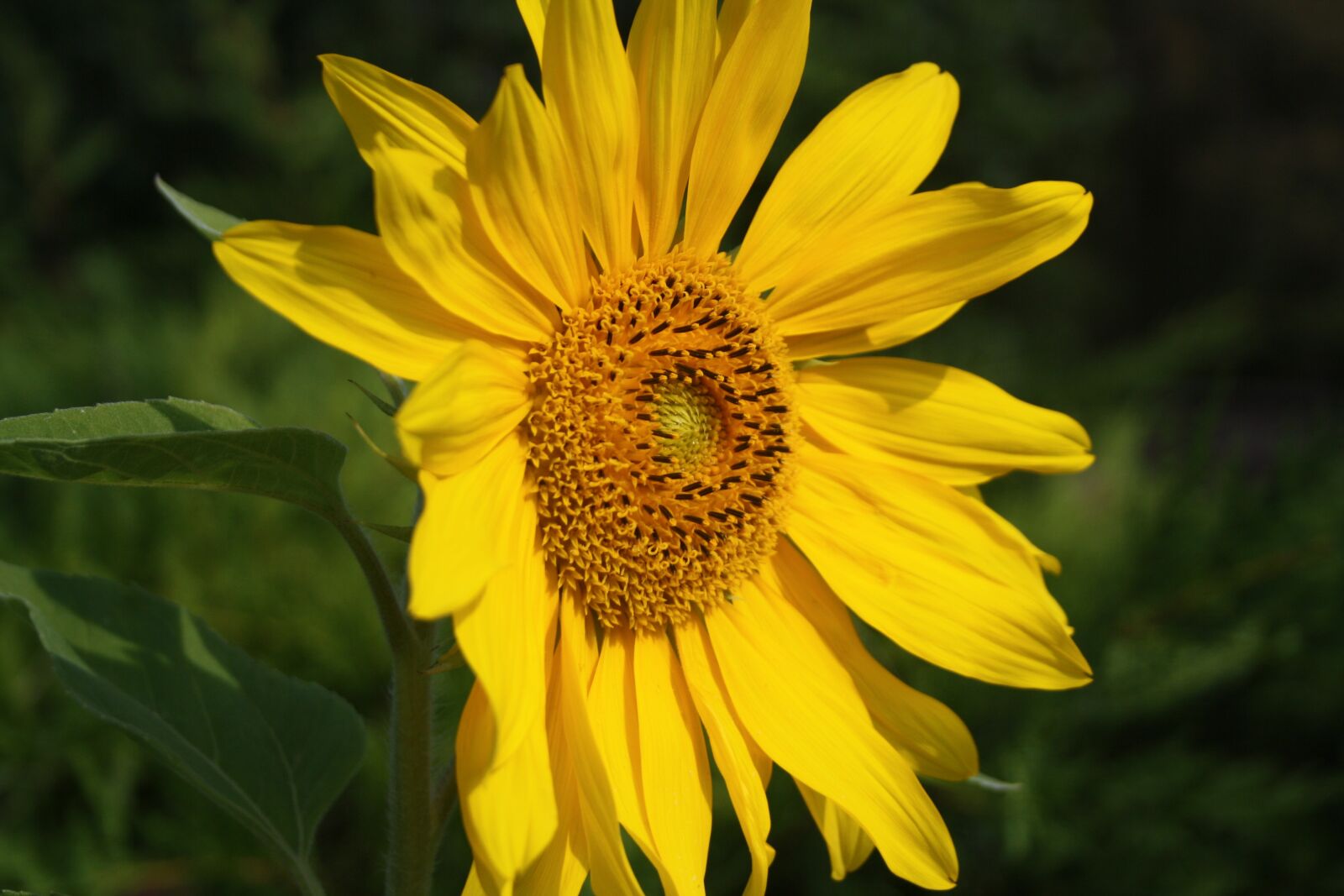 Canon EOS 1000D (EOS Digital Rebel XS / EOS Kiss F) sample photo. Sunflower, blossom, bloom photography