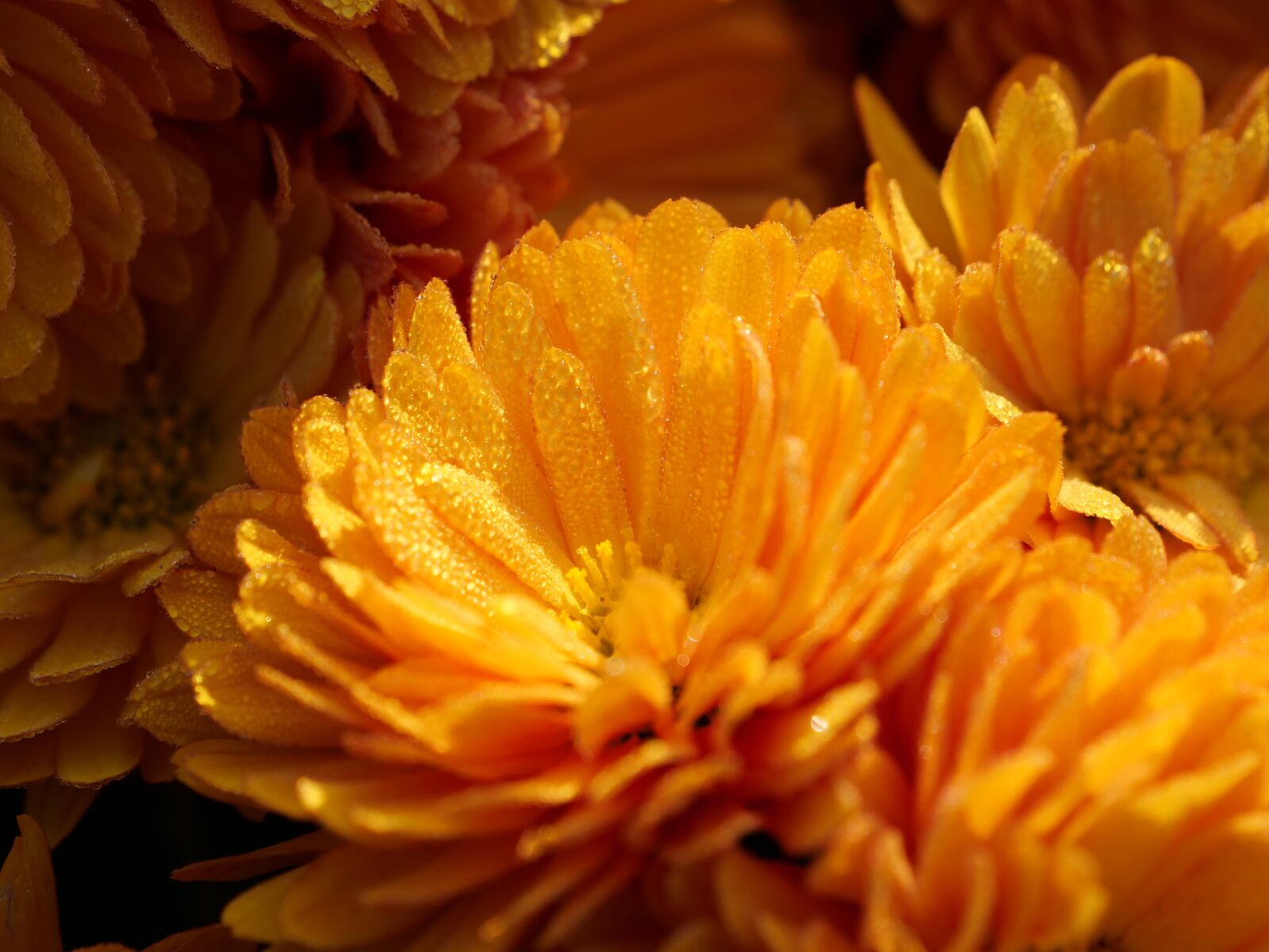Panasonic Lumix DC-G9 sample photo. Chrysanthemum, blossom, bloom photography