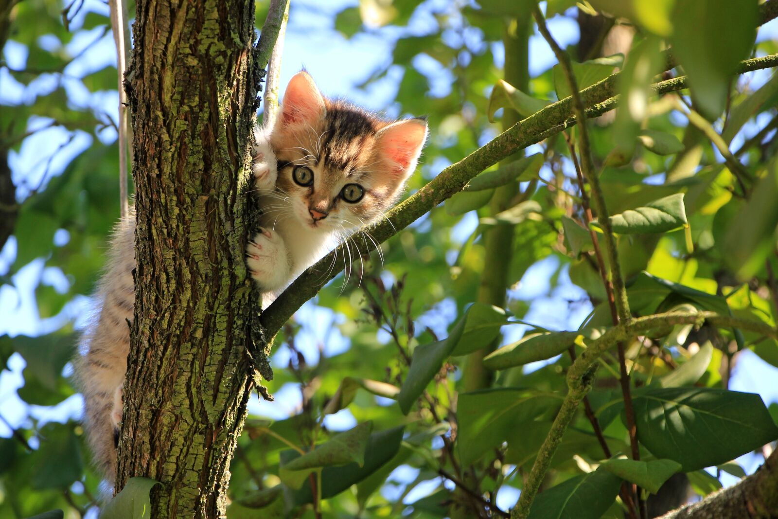 Canon EOS 550D (EOS Rebel T2i / EOS Kiss X4) sample photo. Cat, kitten, tree photography