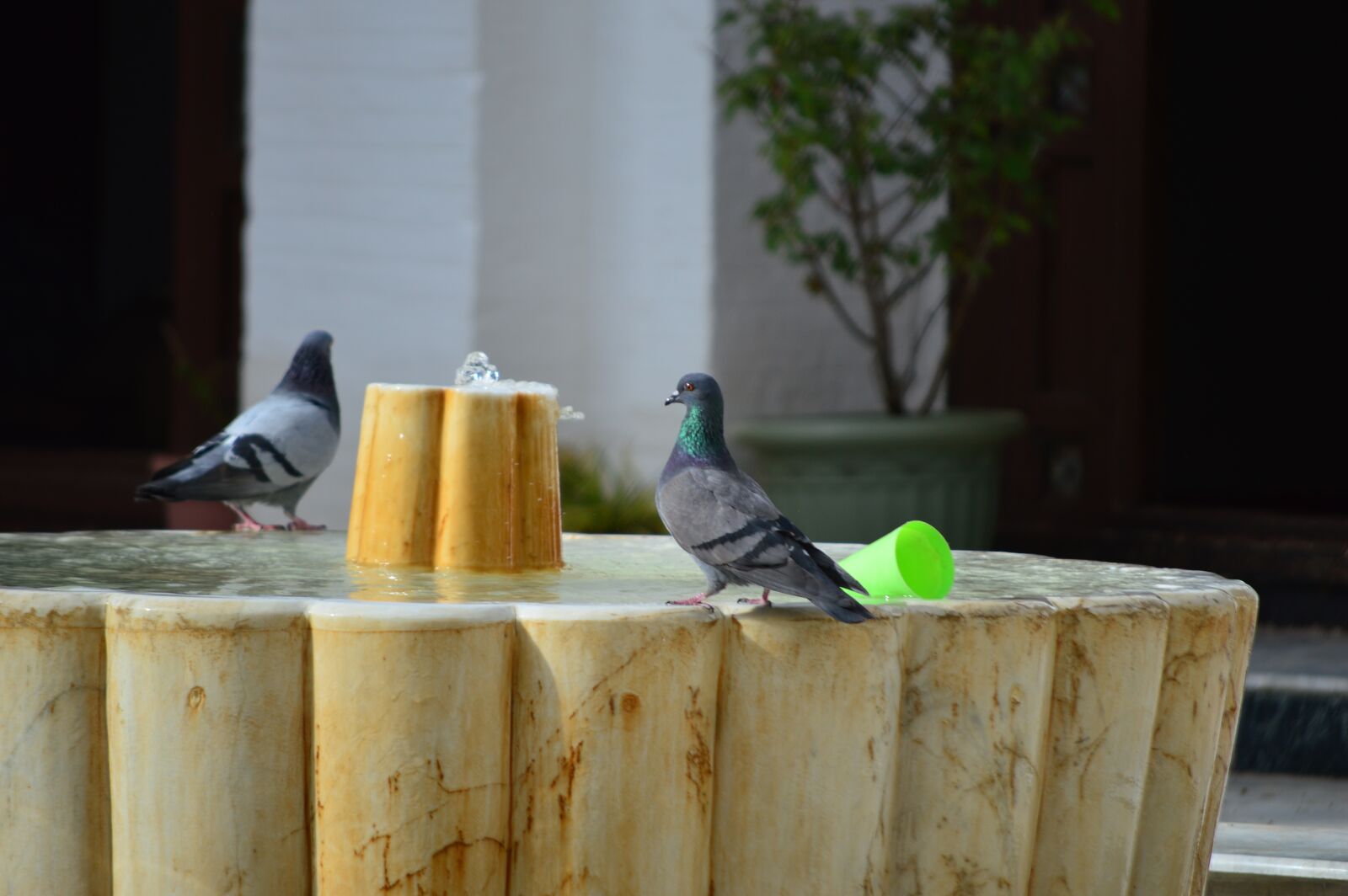 Nikon D3200 sample photo. Water, mosque, pigeon photography