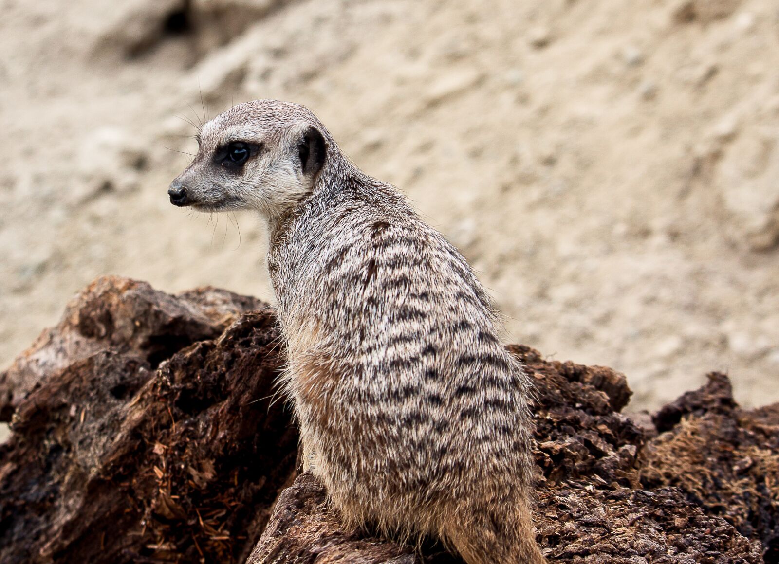 Canon EOS 50D + Canon EF-S 55-250mm F4-5.6 IS STM sample photo. Meerkat, animal, mammal photography