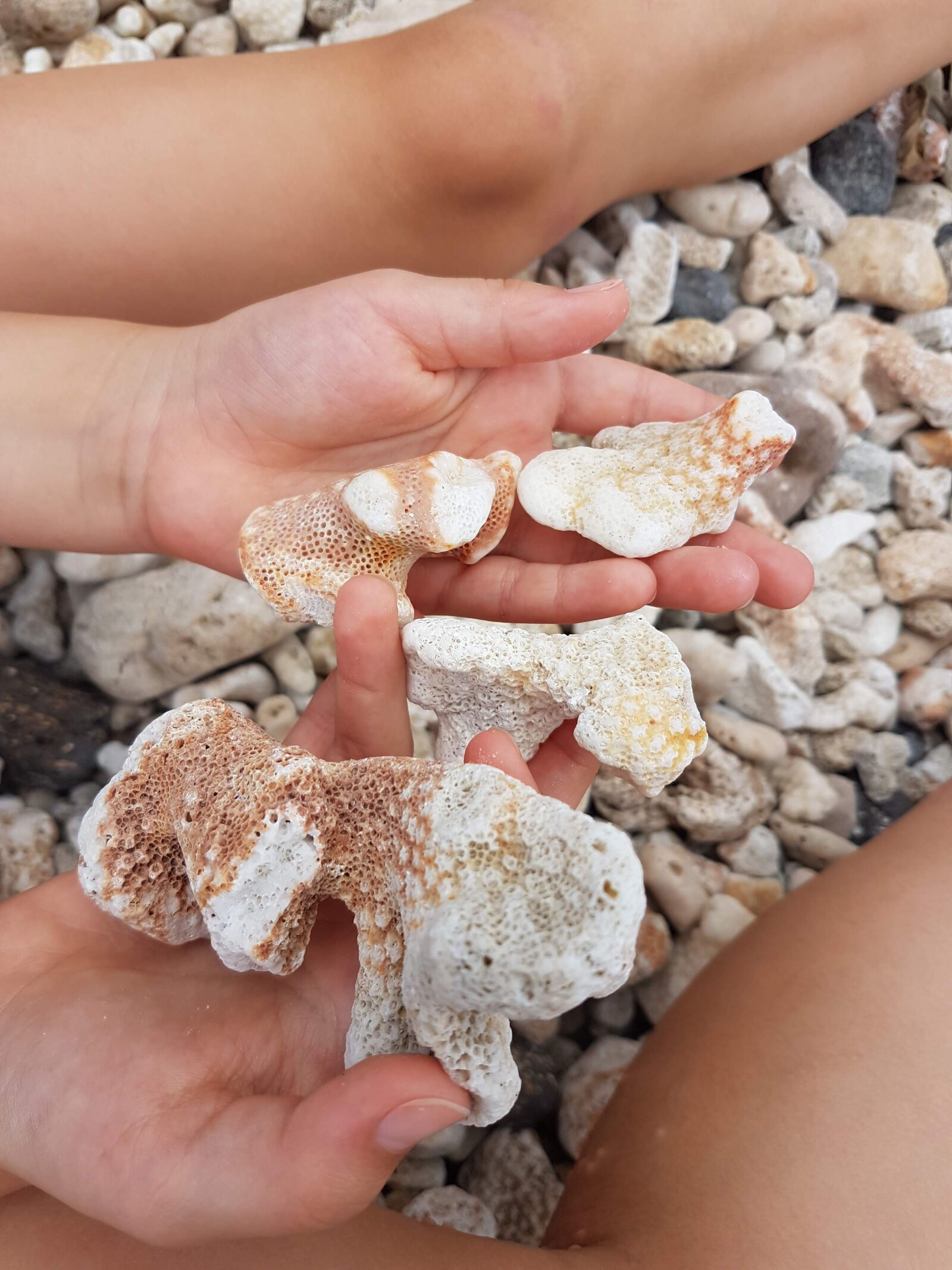 Samsung Galaxy S7 sample photo. Beach, stone, shell photography