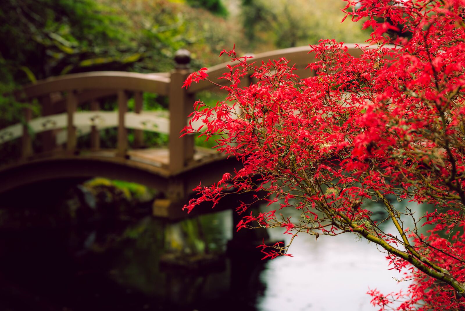 Nikon D750 sample photo. Red, maple, rain photography