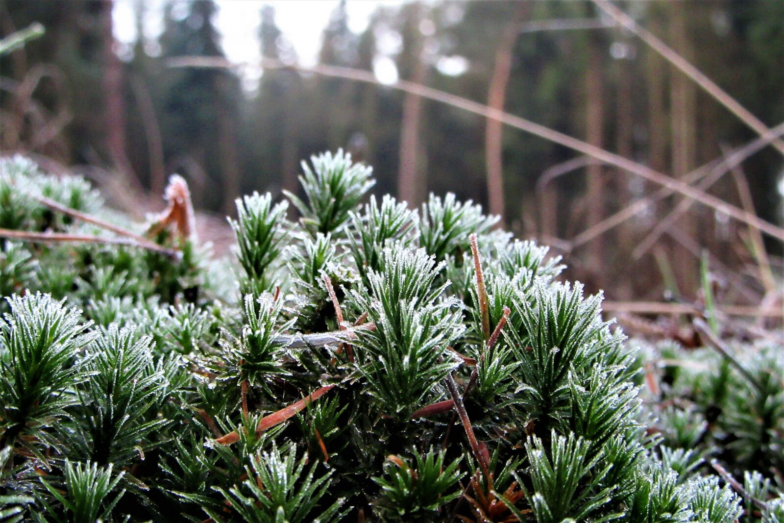 Canon PowerShot SX610 HS sample photo. Moss, frozen, forest photography