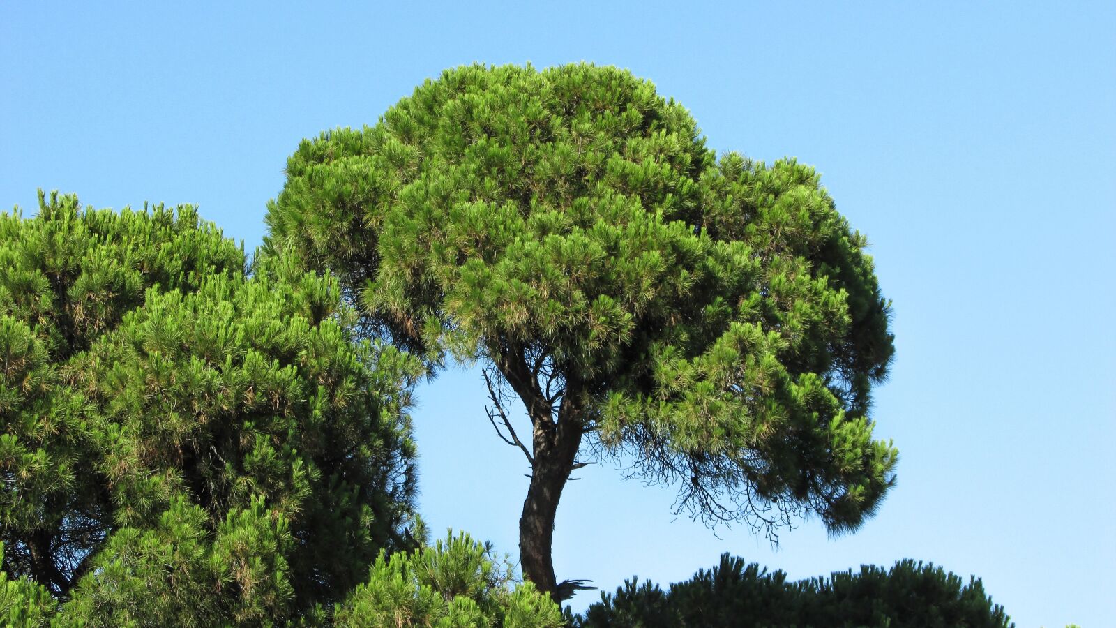 Canon PowerShot SX400 IS sample photo. Pine, pine forest, forest photography