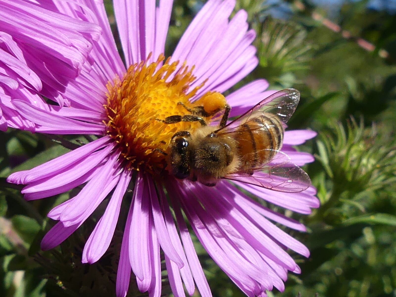Panasonic Lumix DMC-FZ300 sample photo. Bee, flower, blossom photography