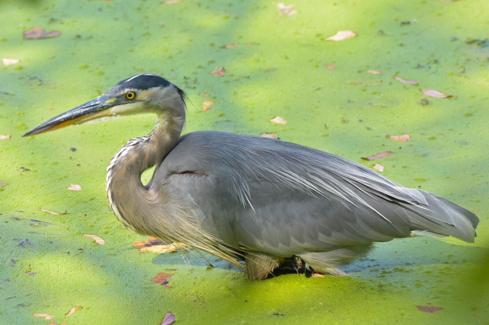 Nikon D3400 sample photo. Nature, wildlife, bird photography