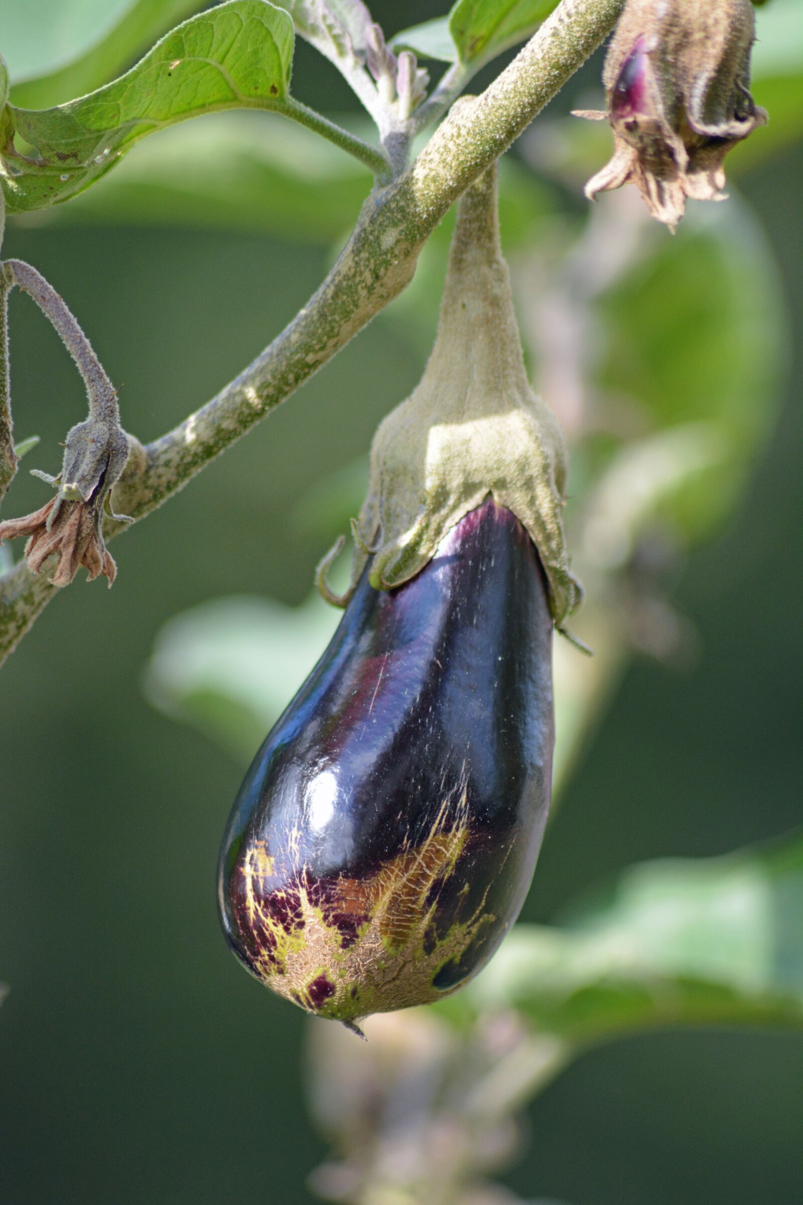 Nikon D5200 sample photo. Vegetable, eggplant, vegetable garden photography