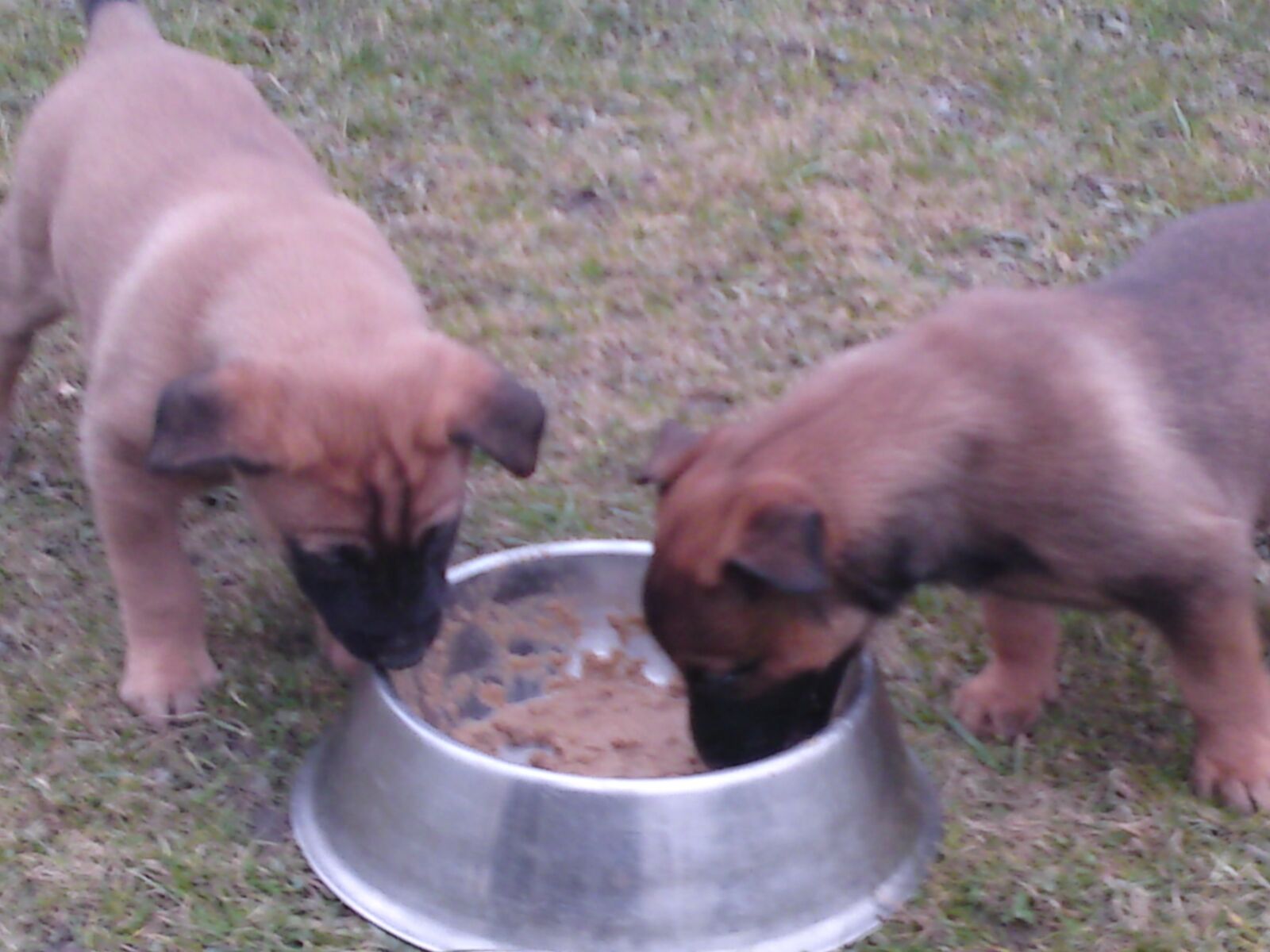 Sony Ericsson C905 sample photo. Puppies, malinois, dogs photography