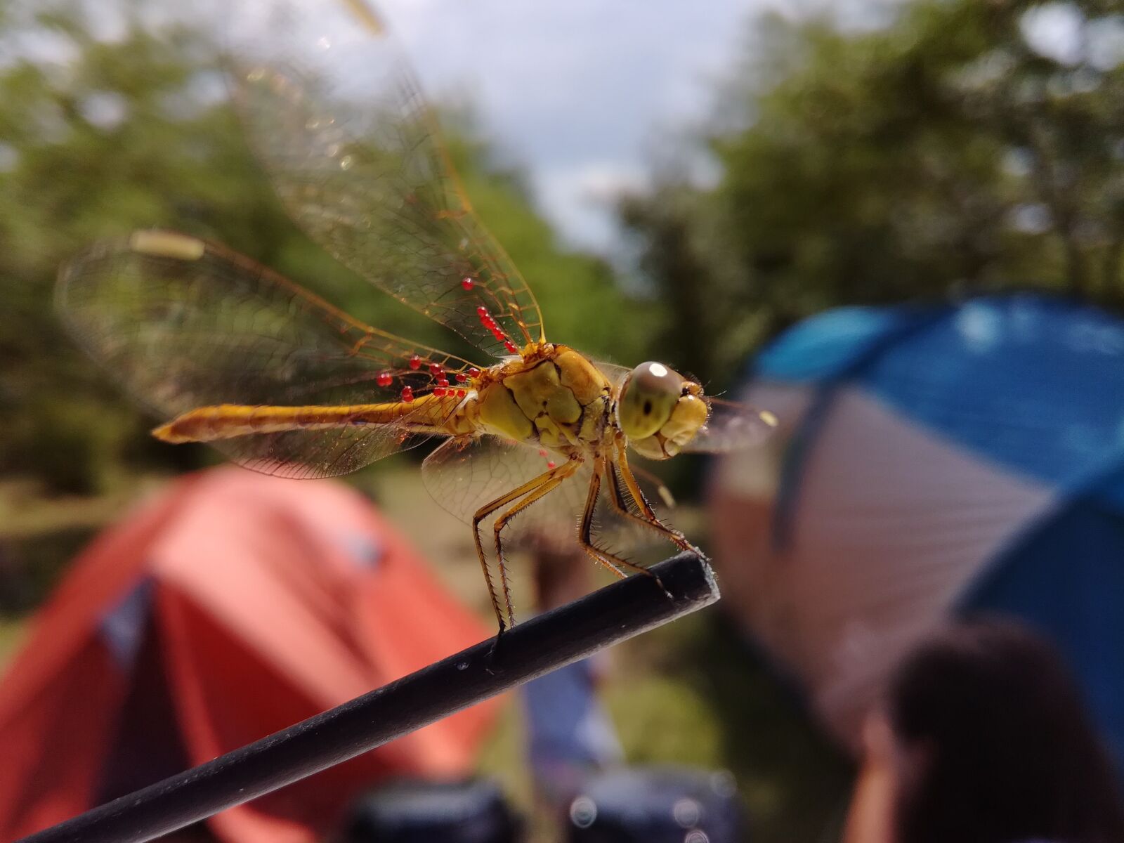 HUAWEI Honor 5C sample photo. Dragonfly, outdoor, wildlife photography