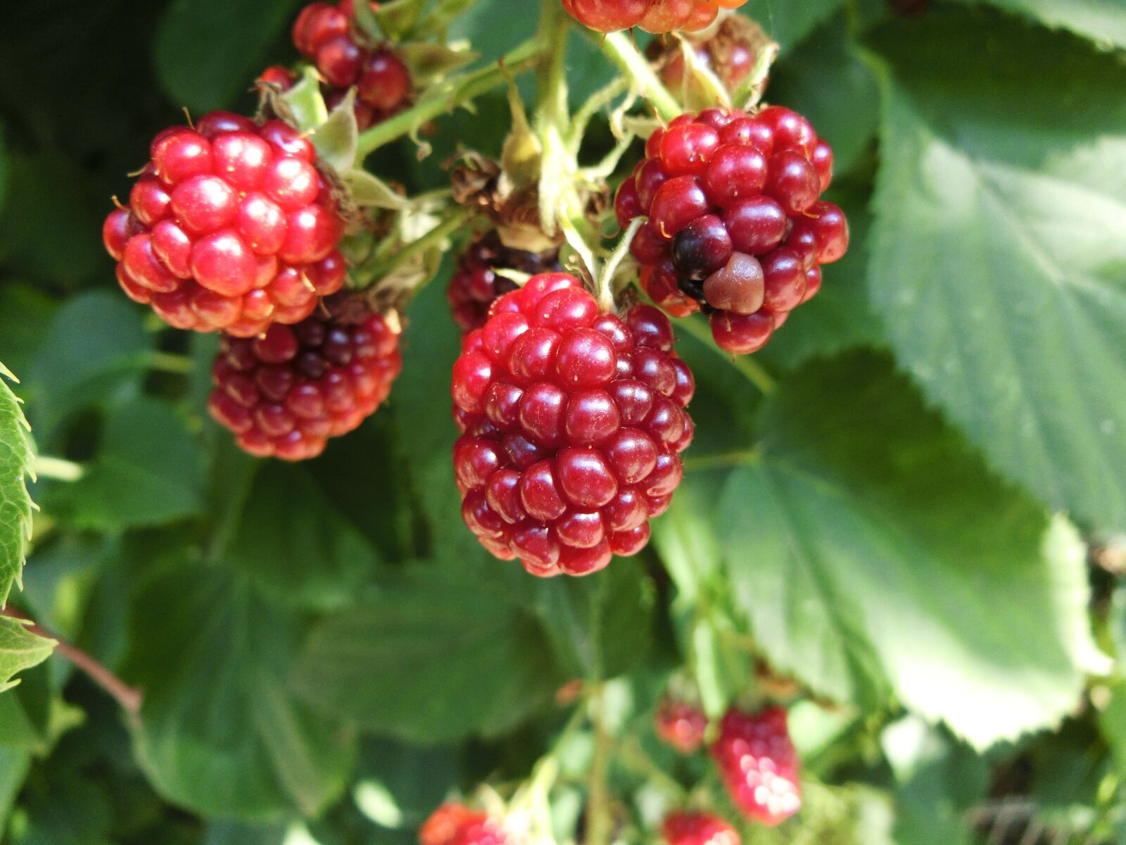 CASIO EX-ZR750 sample photo. Raspberries, red, green photography