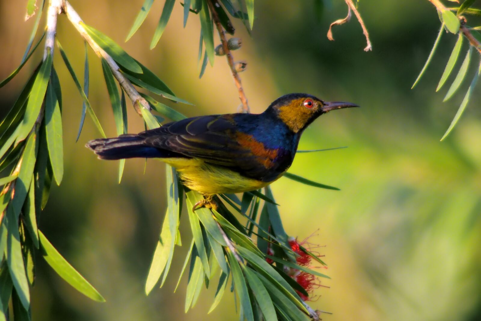 Tokina SD 400mm f/5.6 sample photo. Plain throated sunbird, wild photography