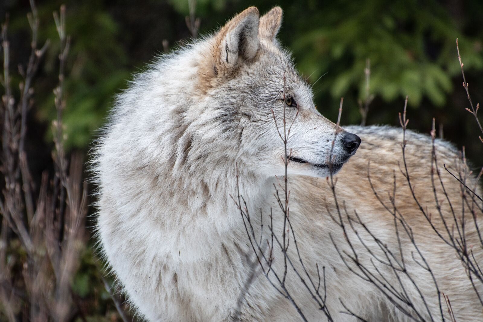 Nikon D500 sample photo. Wolf, nature, predator photography