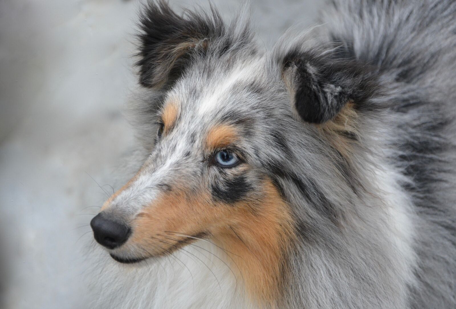 Nikon D5200 sample photo. Dog, dog portrait, domestic photography