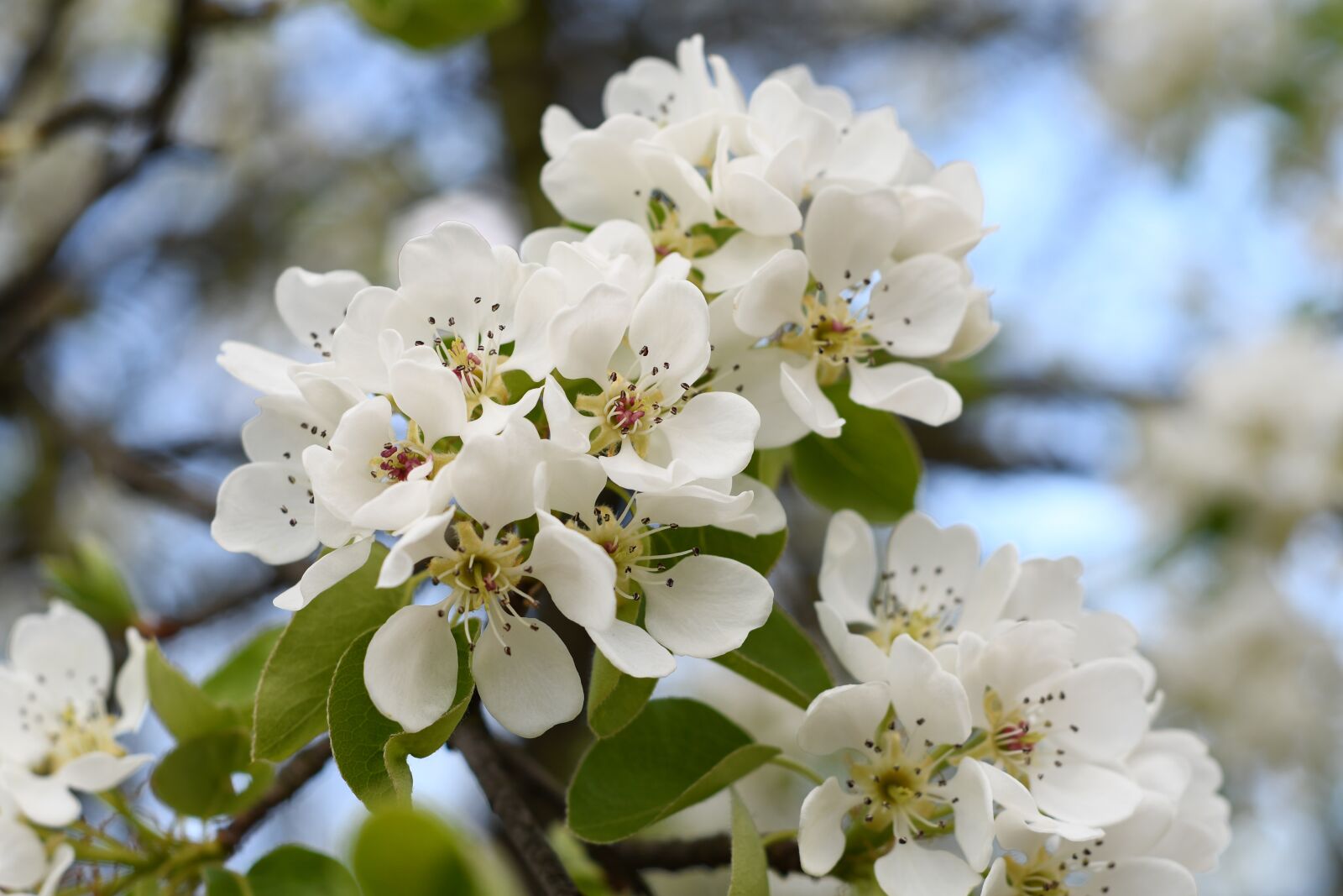 Nikon D7500 sample photo. Blossom, cherry blossom, spring photography