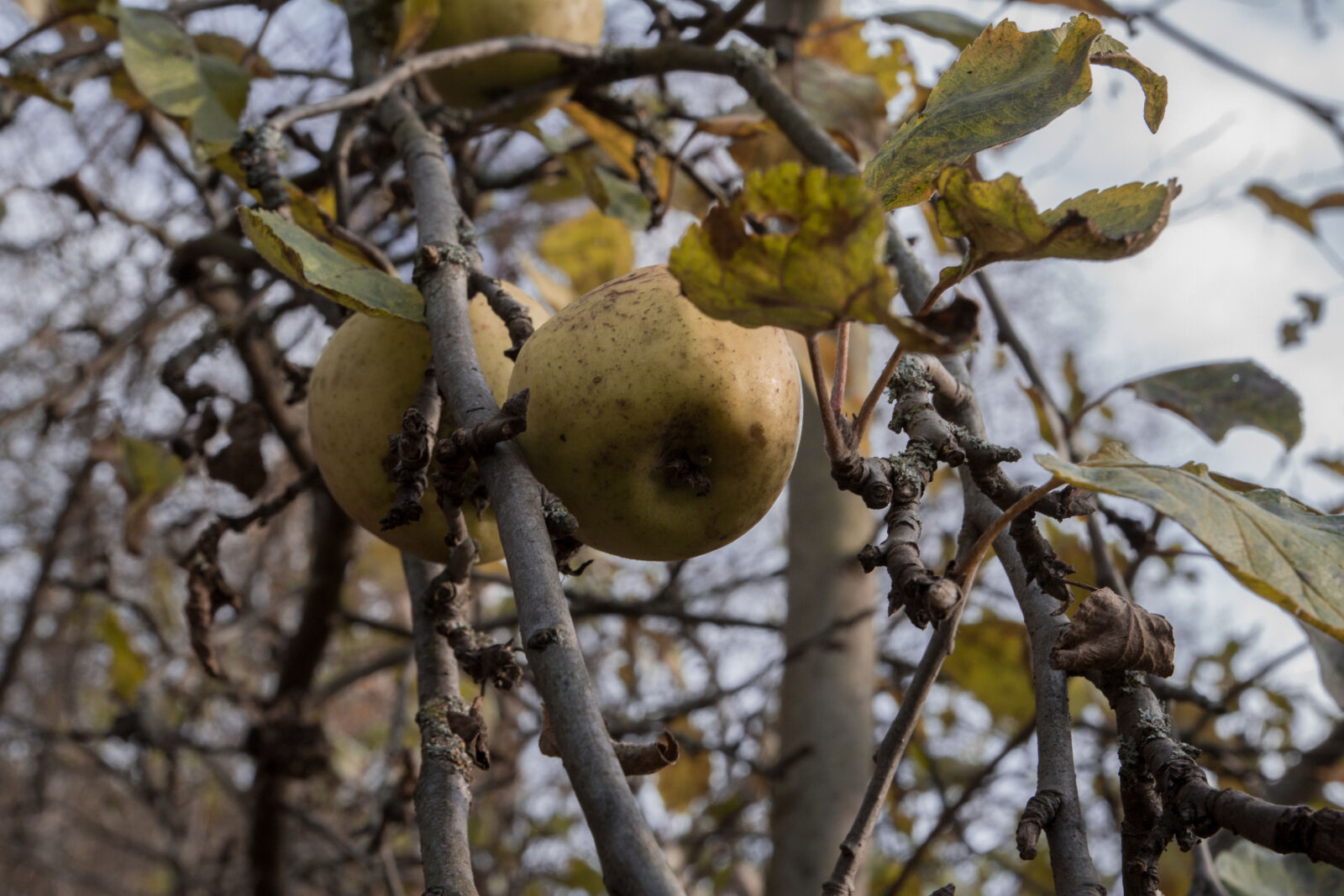 Canon EOS 600D (Rebel EOS T3i / EOS Kiss X5) + Canon EF-S 17-55mm F2.8 IS USM sample photo. Apple, tree, apples, autumn photography