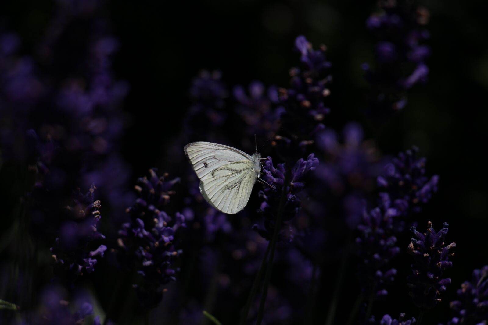 Canon EOS 700D (EOS Rebel T5i / EOS Kiss X7i) sample photo. Butterfly, nature, insect photography