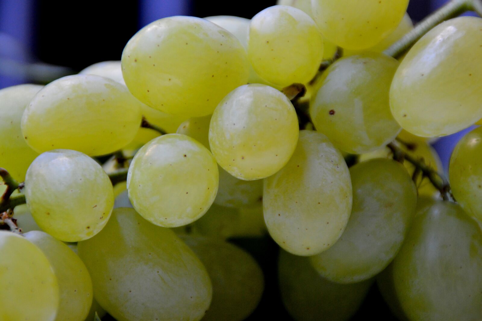Nikon D3200 sample photo. Grape, grapes handle, vine photography