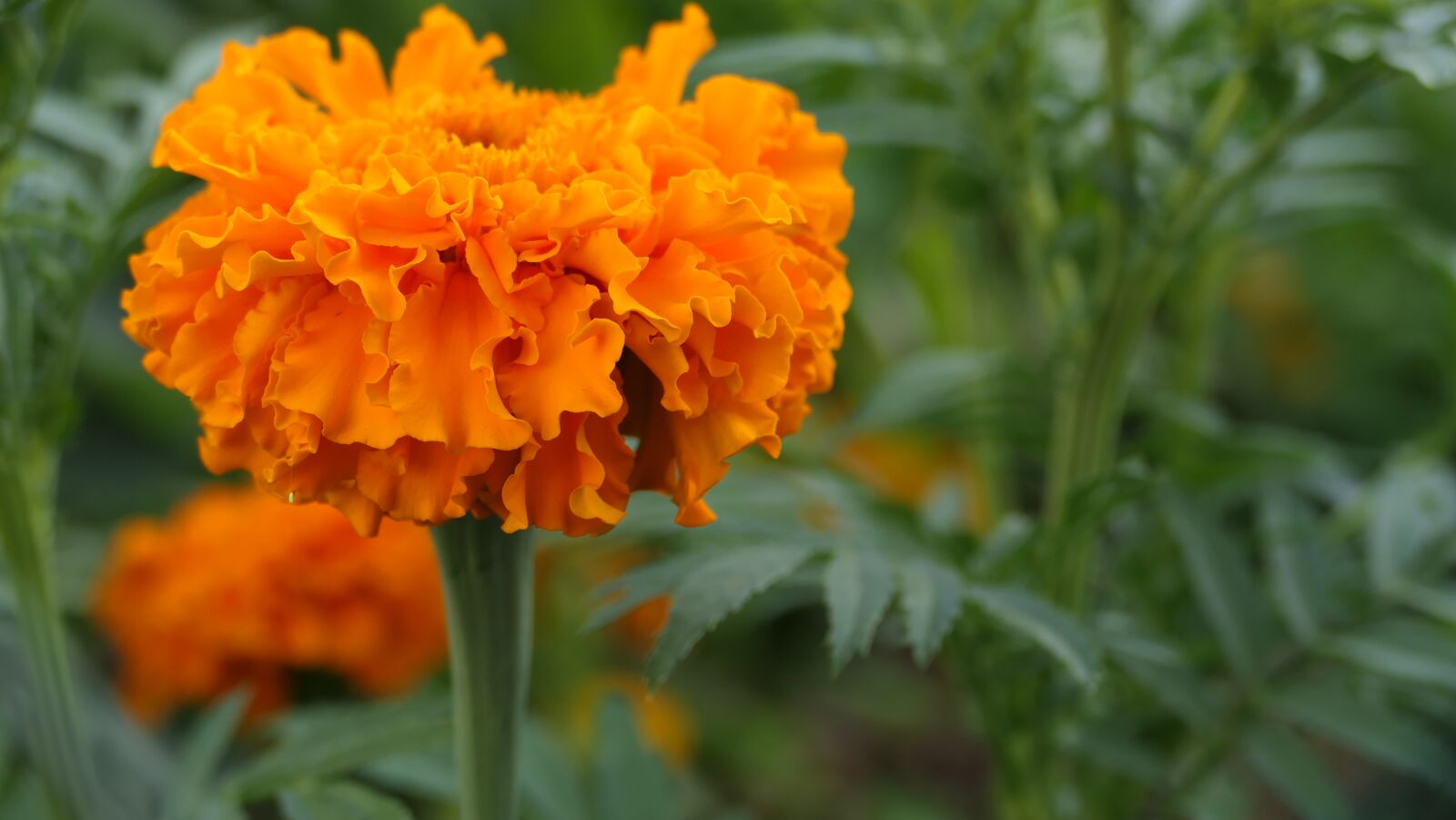 Panasonic DC-FZ10002 sample photo. Marigolds, cap, flower photography