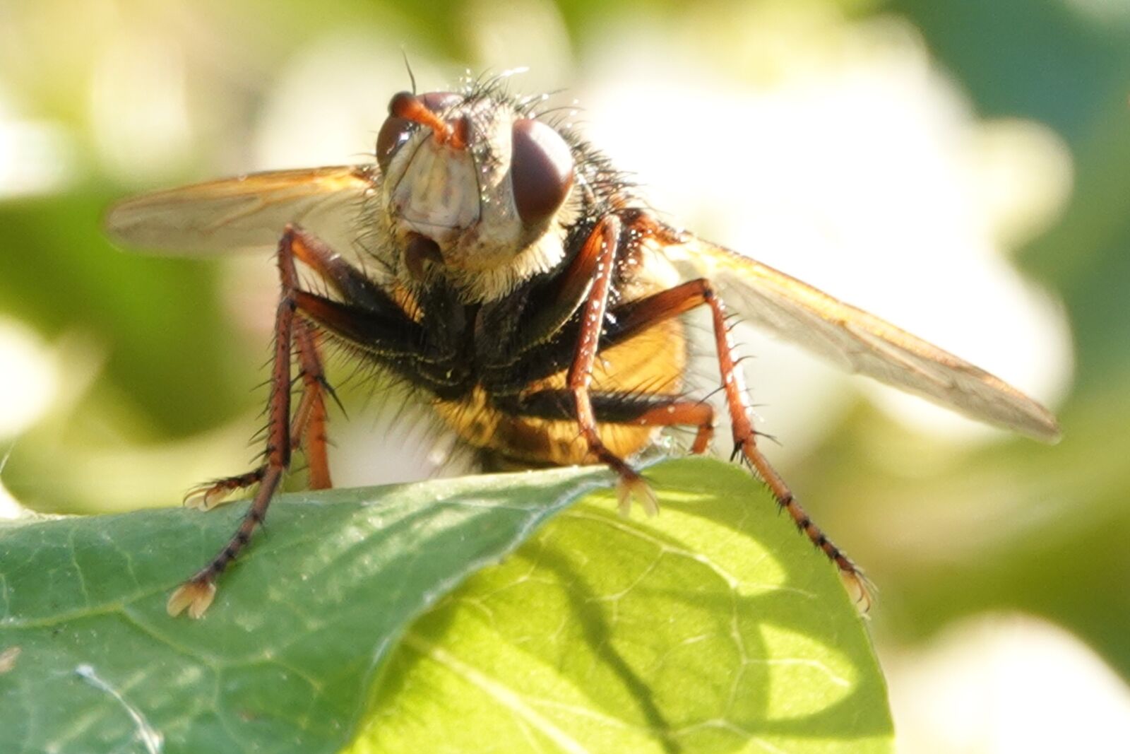 Sony Cyber-shot DSC-RX10 IV sample photo. Bug, fly, animal photography