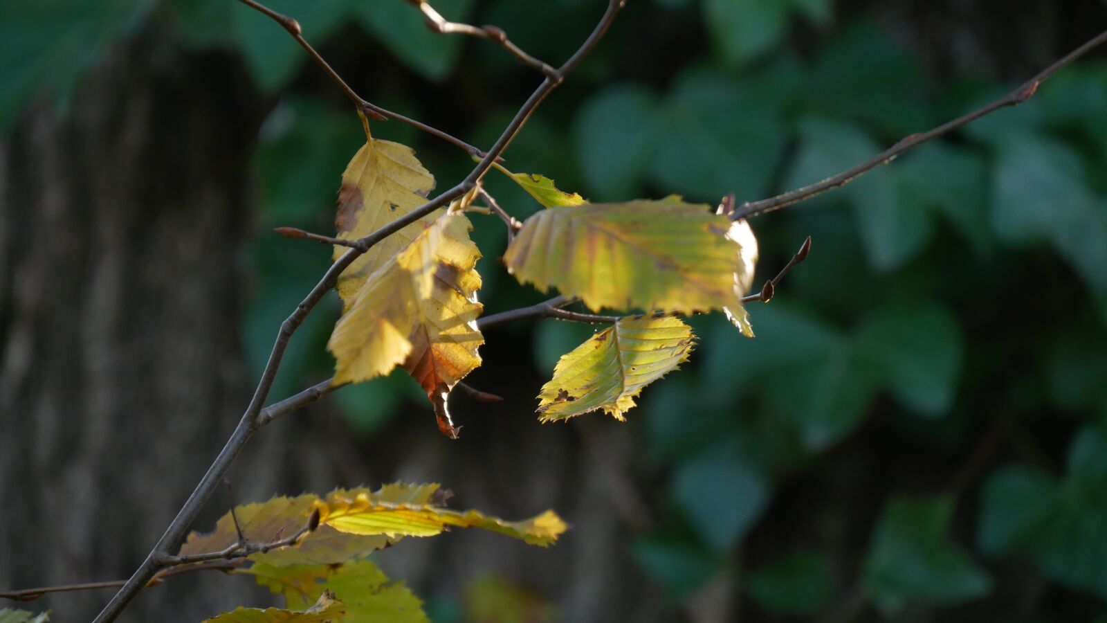 Panasonic Lumix DMC-G85 (Lumix DMC-G80) sample photo. Sheet, autumn, green photography