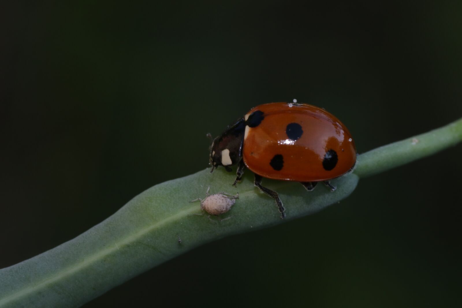 Canon EOS 7D Mark II sample photo. Ladybug, siebenpunkt, red photography