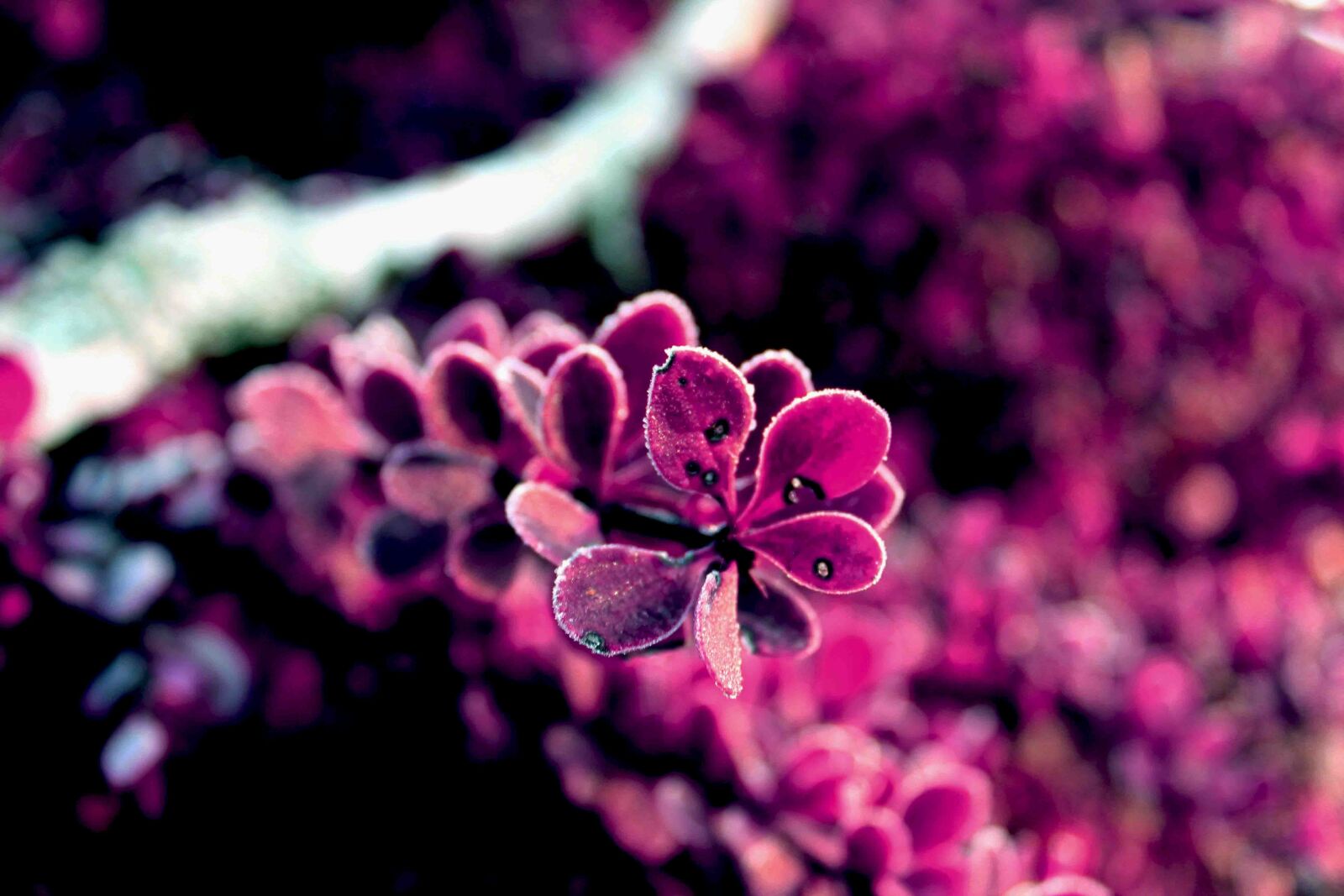 Canon EOS 1200D (EOS Rebel T5 / EOS Kiss X70 / EOS Hi) sample photo. Pink, background, plant photography
