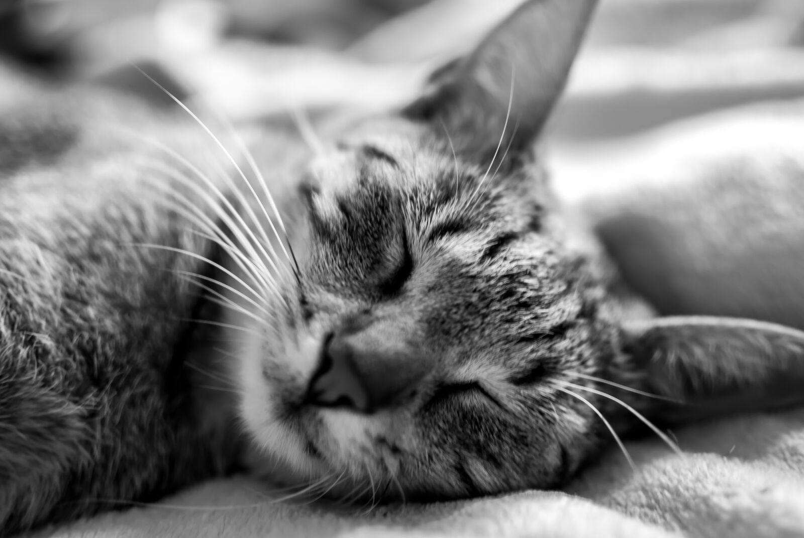 Nikon D60 sample photo. Cat, dachowiec, dream photography