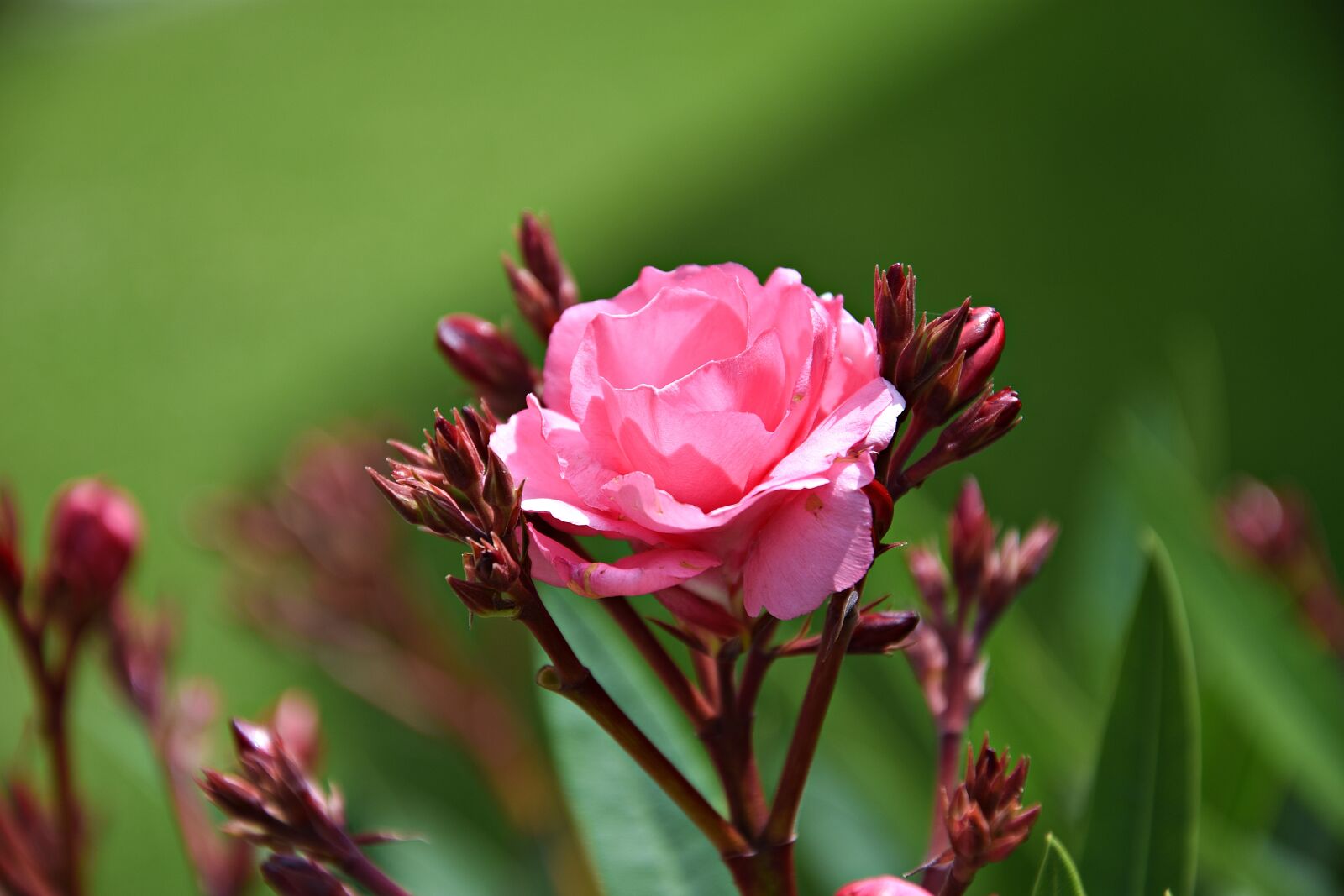 Nikon D3400 sample photo. Rose, pink, flower photography
