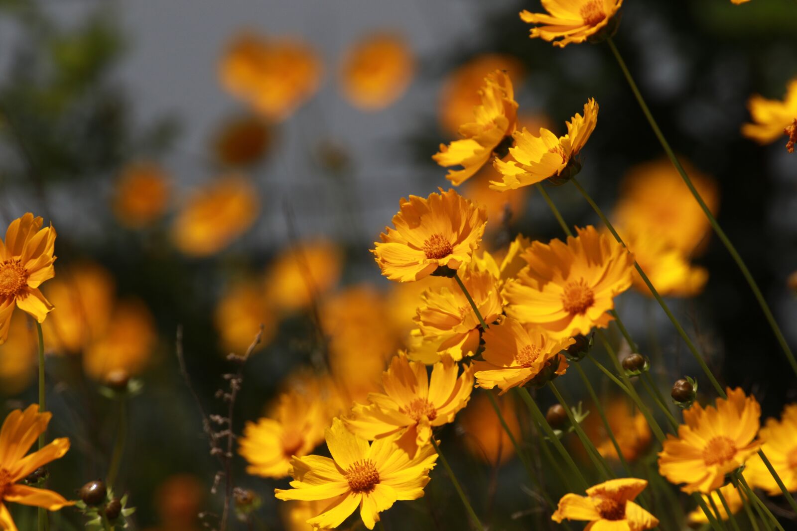 Canon EOS 7D Mark II sample photo. Flowers, nature, plants photography